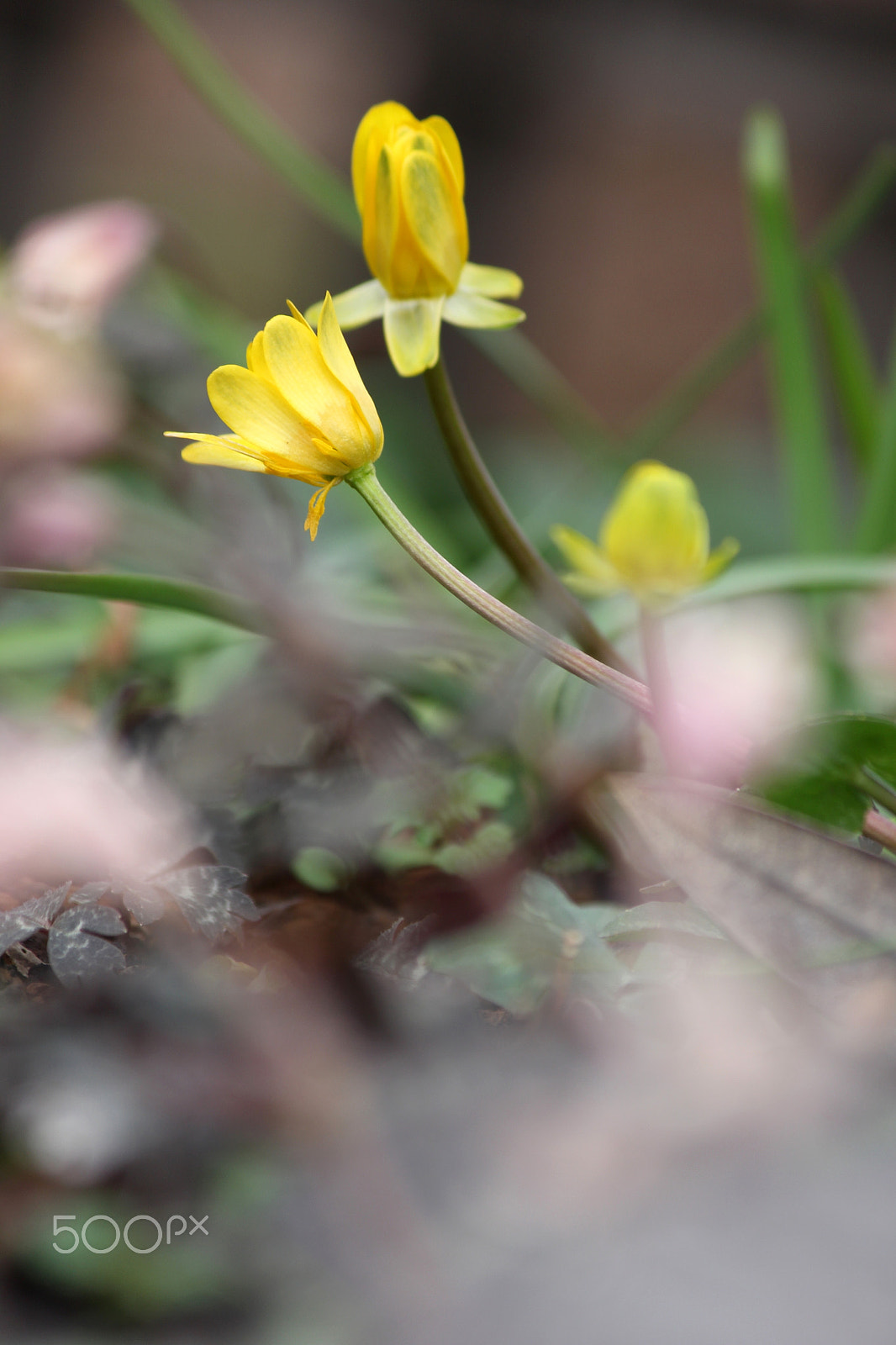 Canon EF-S 55-250mm F4-5.6 IS II sample photo. Early spring photography