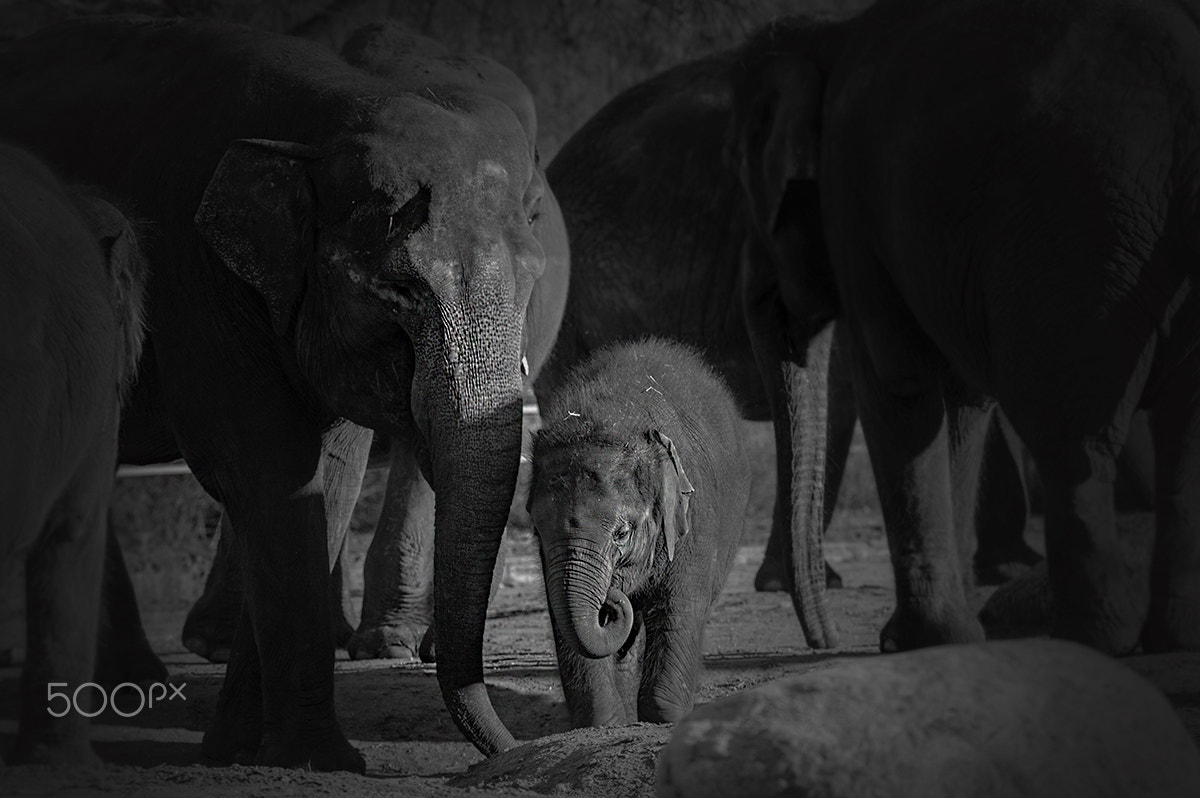 Nikon D3200 + Tamron SP AF 70-200mm F2.8 Di LD (IF) MACRO sample photo. Little elephant photography