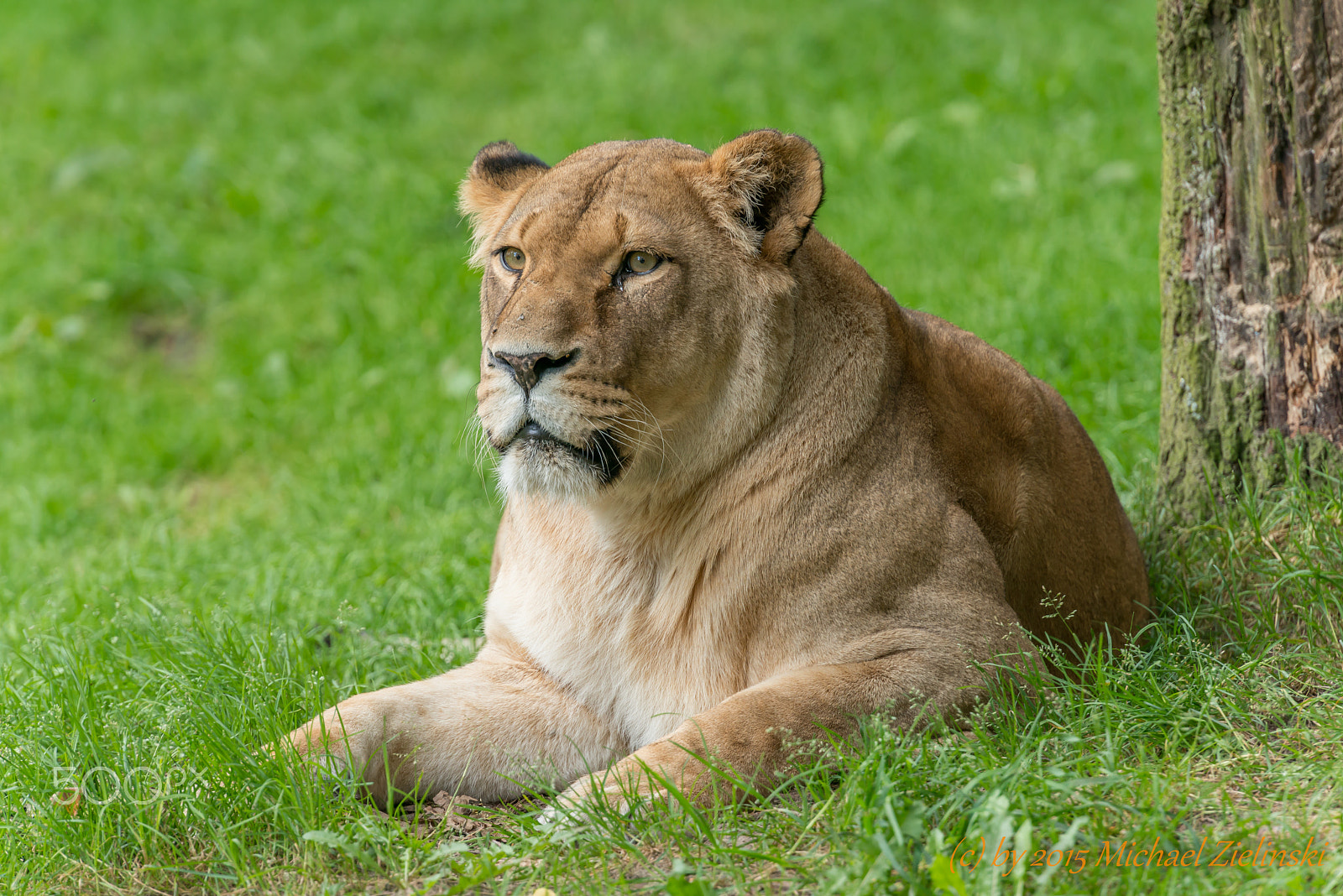 Nikon AF-S Nikkor 70-200mm F2.8G ED VR II sample photo. Löwe photography