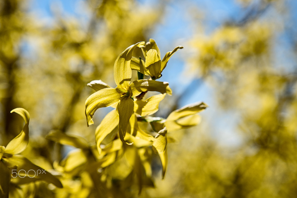 Olympus OM-D E-M5 II sample photo. All yellow! photography