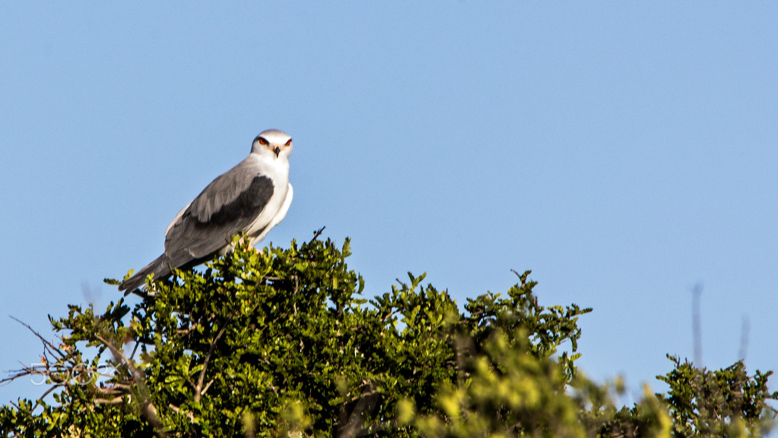Canon EF 70-300mm F4-5.6 IS USM sample photo. Bleeksingvalk photography