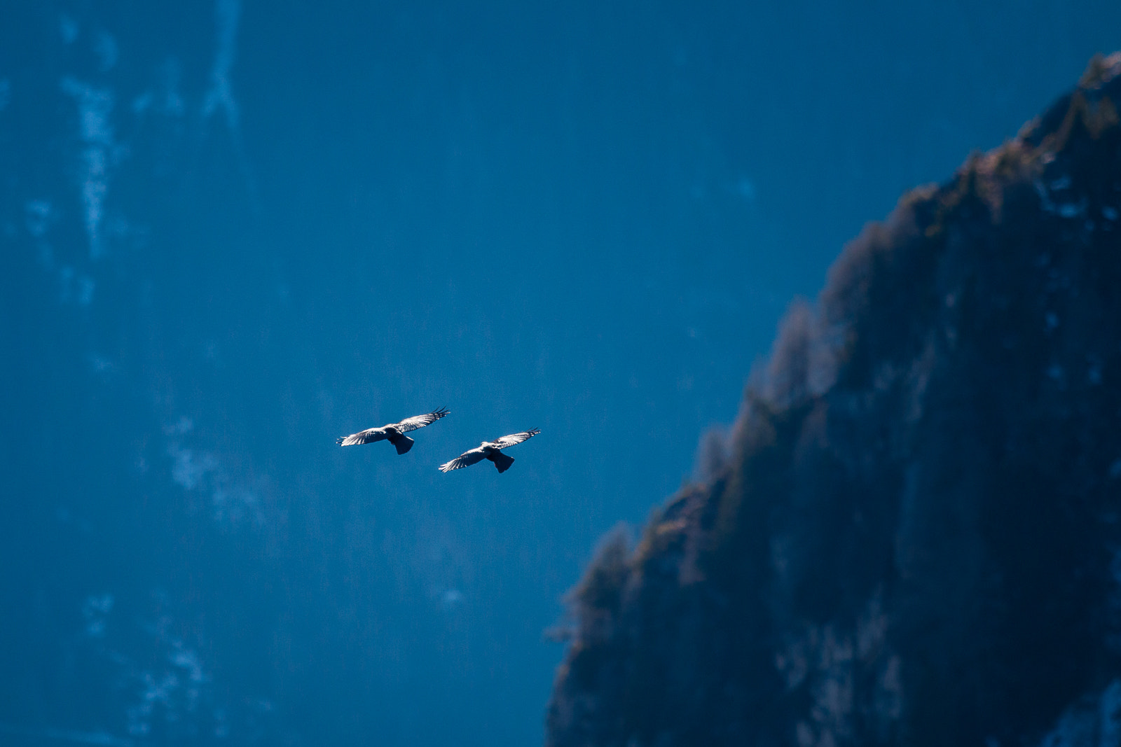 Canon EF 70-200mm F2.8L USM sample photo. Flight photography
