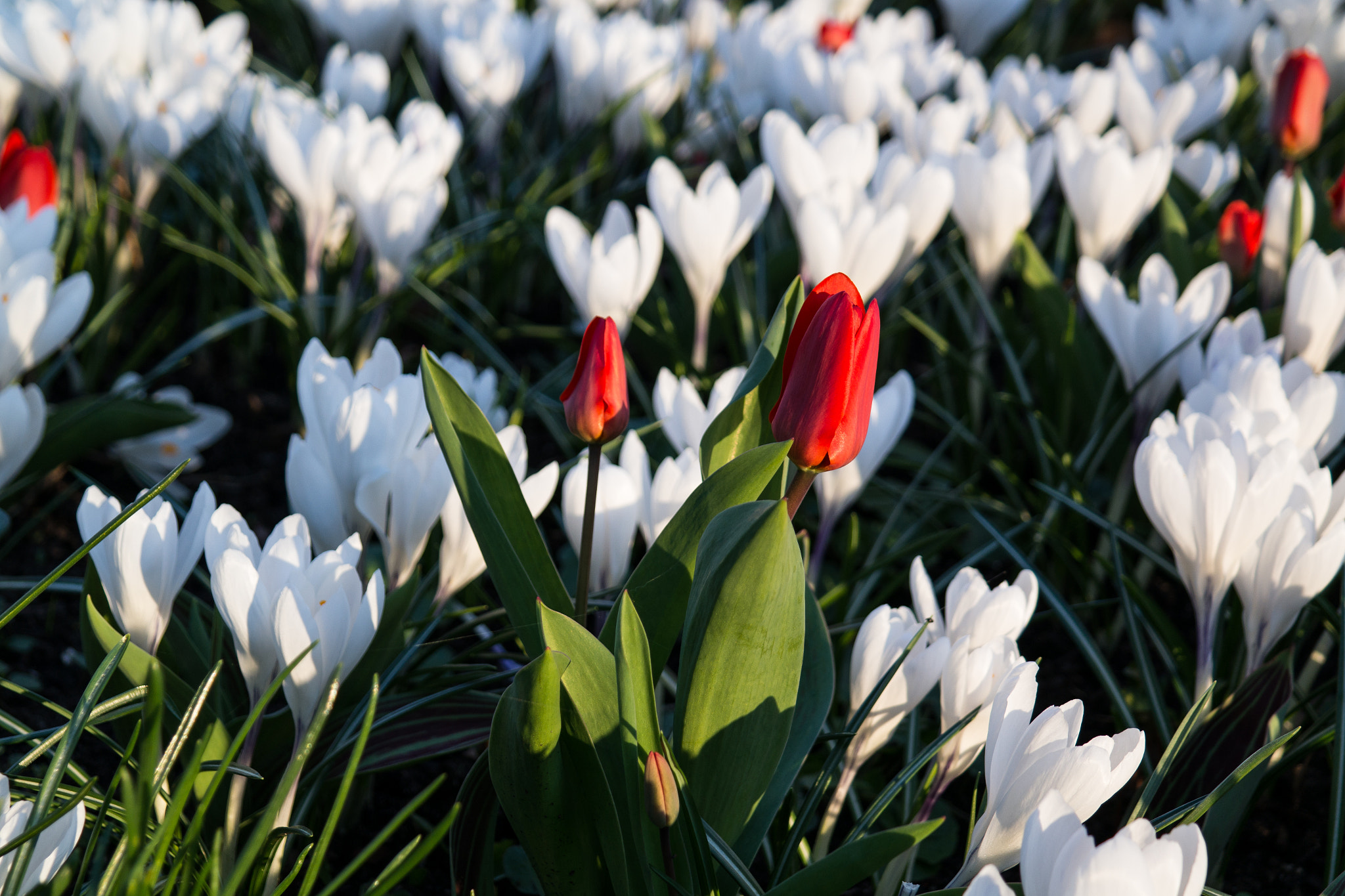 Samsung NX300 sample photo. Red flower photography