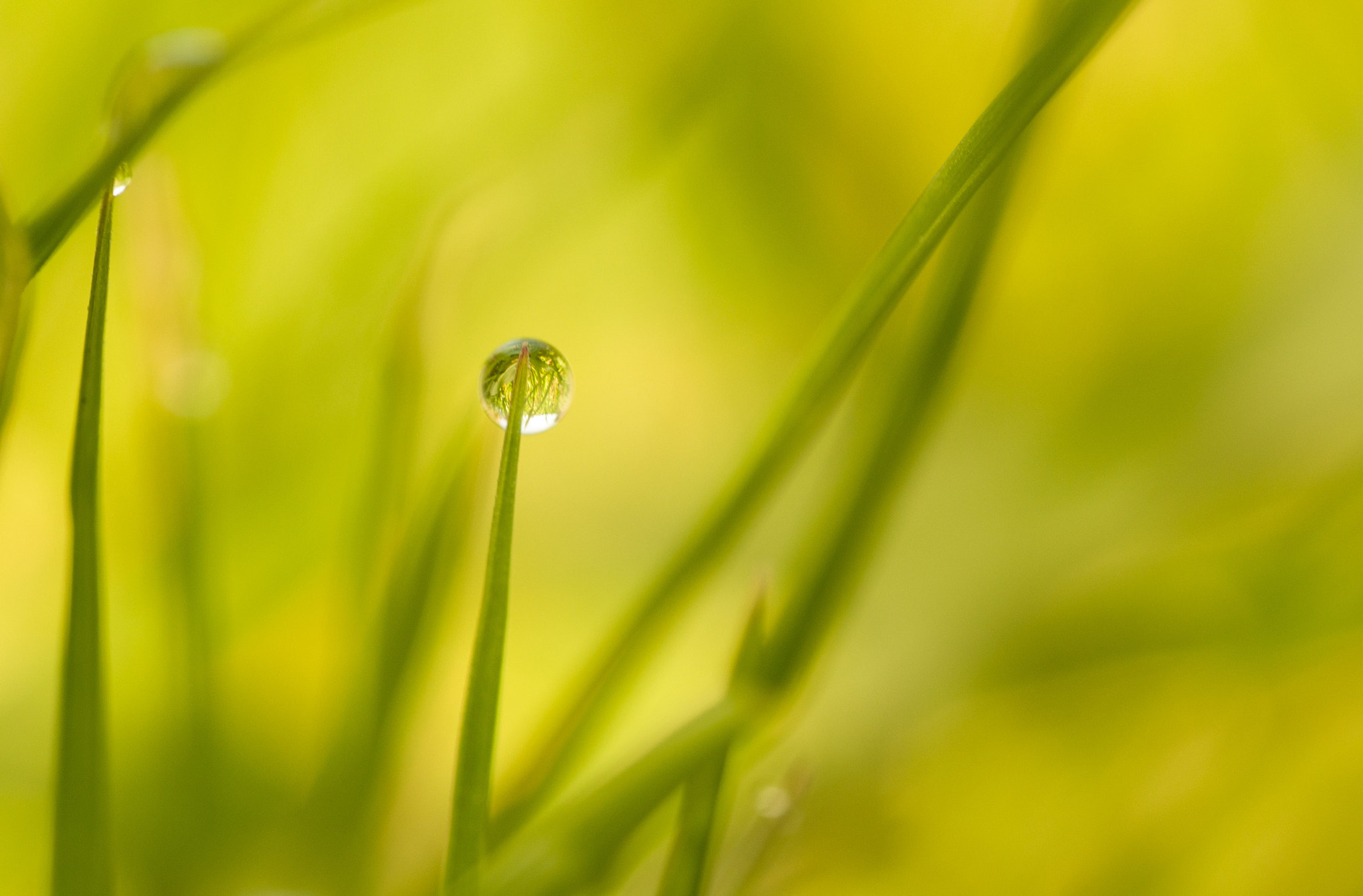 Panasonic Lumix DMC-GH4 + Olympus M.Zuiko Digital ED 60mm F2.8 Macro sample photo. Early morning dew drops photography