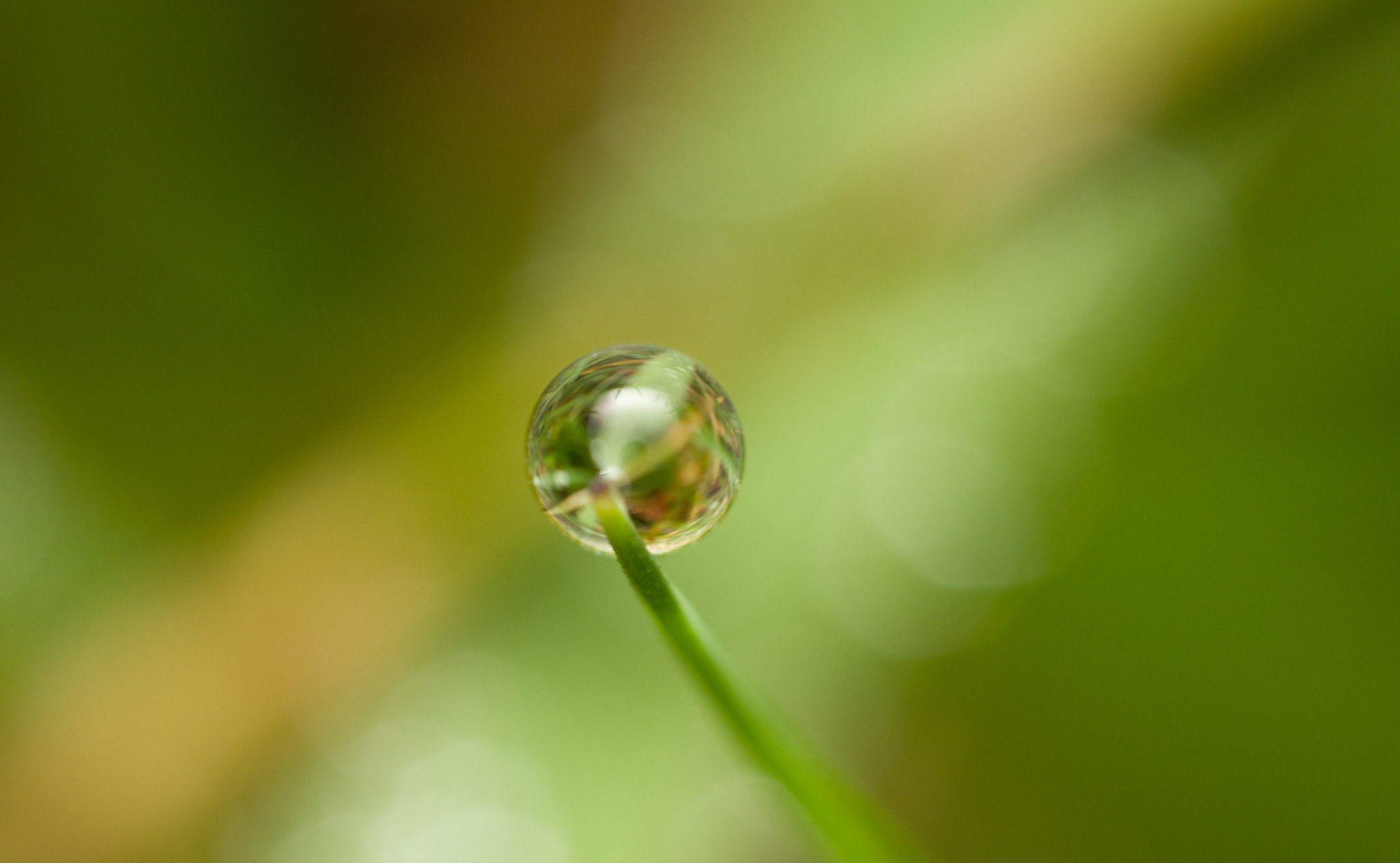 Panasonic Lumix DMC-GH4 + Olympus M.Zuiko Digital ED 60mm F2.8 Macro sample photo. Early morning dew drops photography