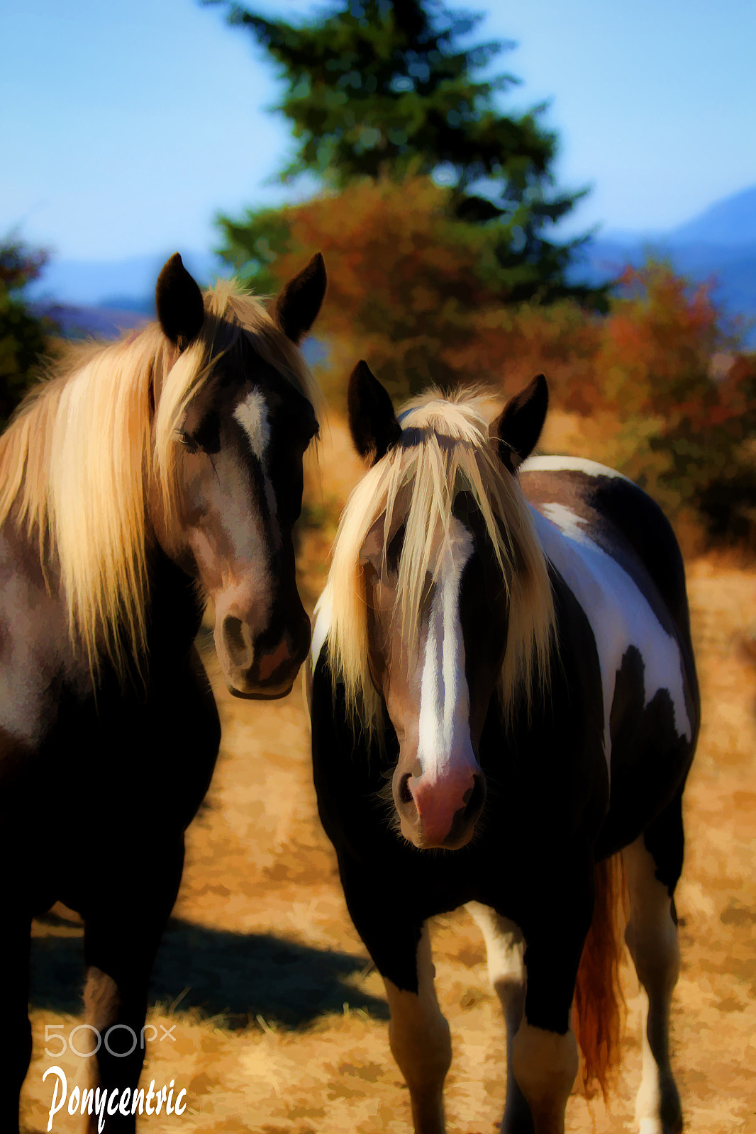 Canon EF 70-300mm F4-5.6 IS USM sample photo. Best friends photography