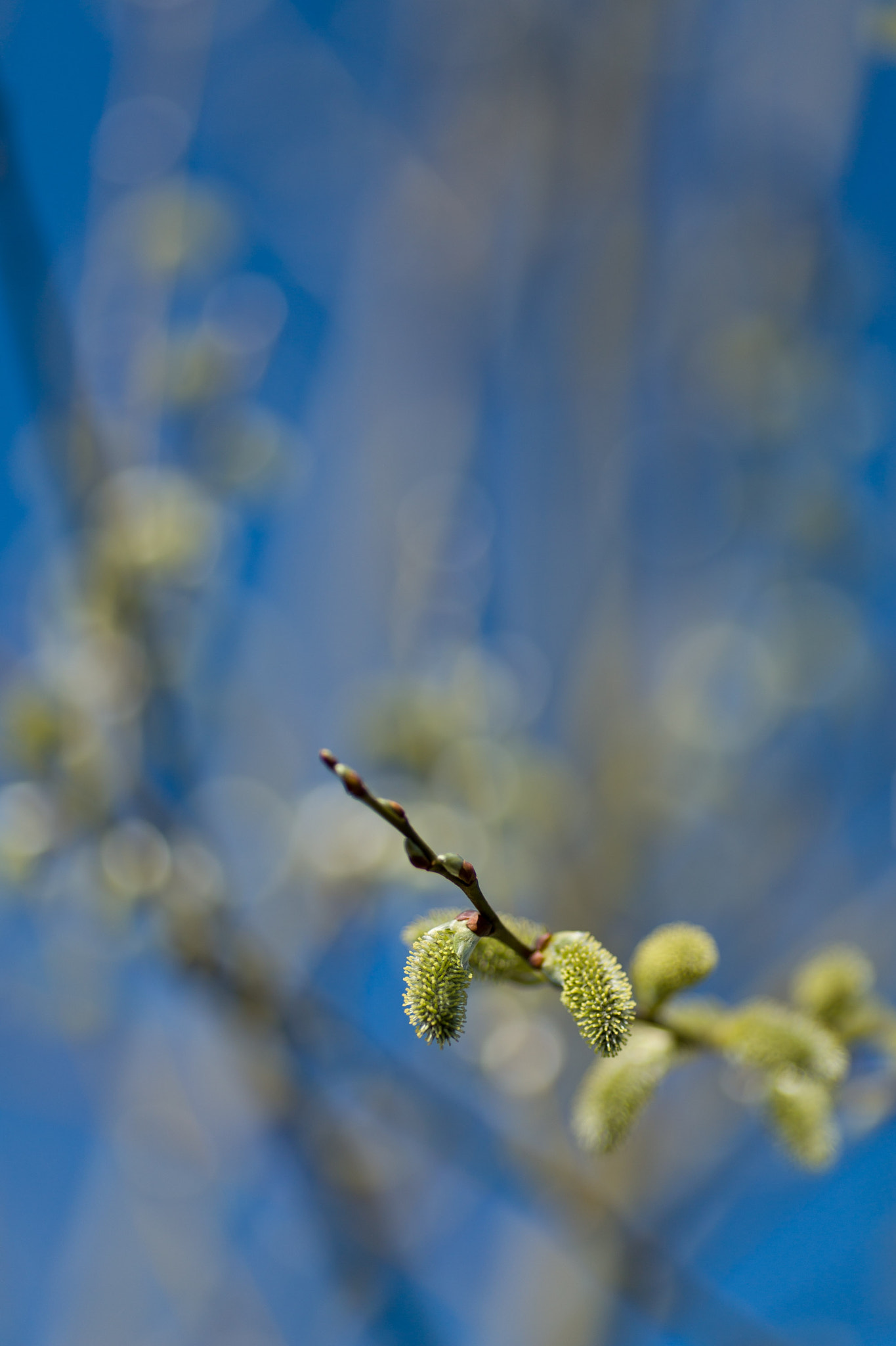 Canon EOS 6D + Canon EF 135mm F2L USM sample photo. Spring blue skies photography