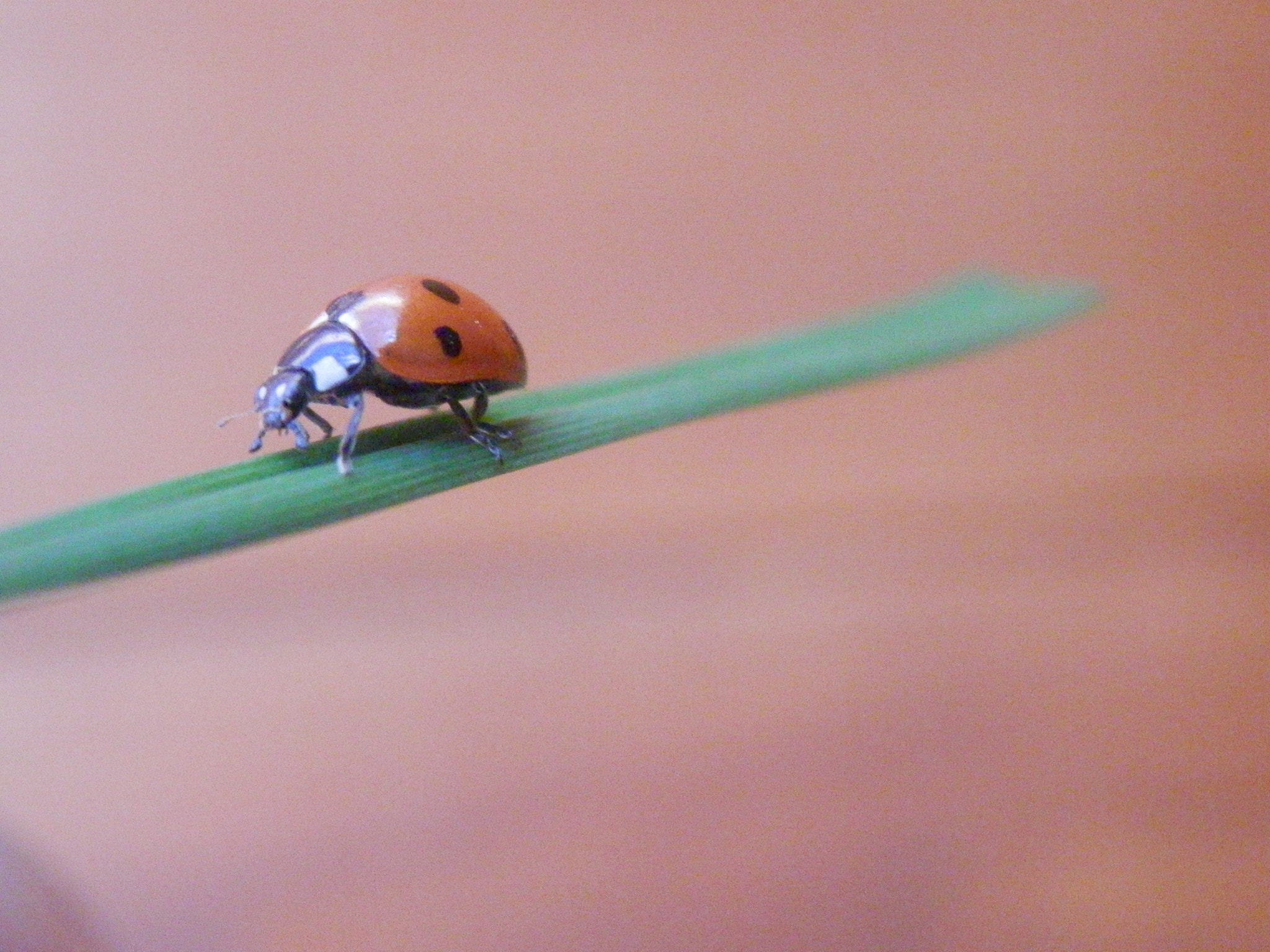 Olympus SZ-14 sample photo. Ladybird photography