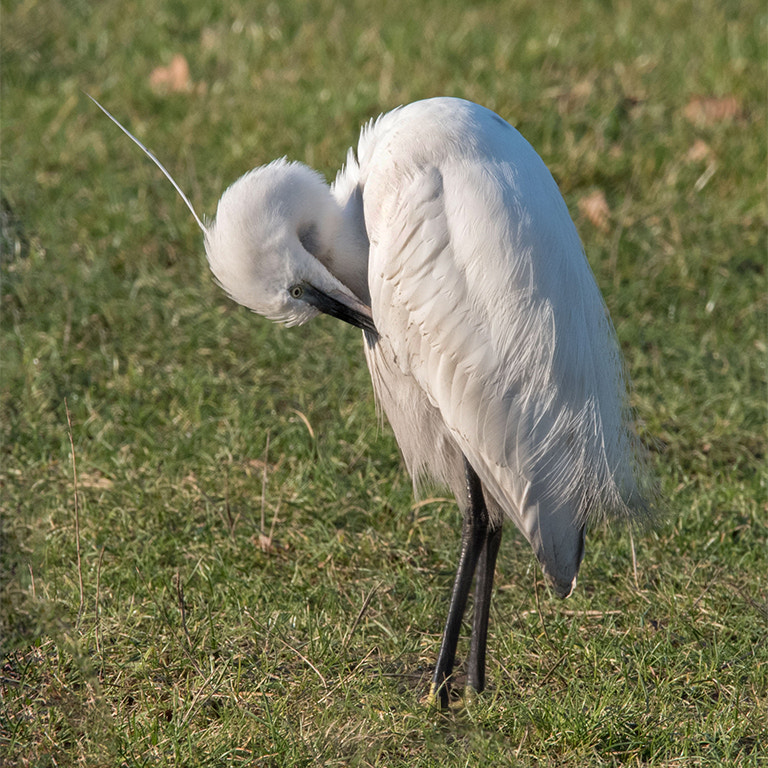 Nikon D750 sample photo. Egret photography