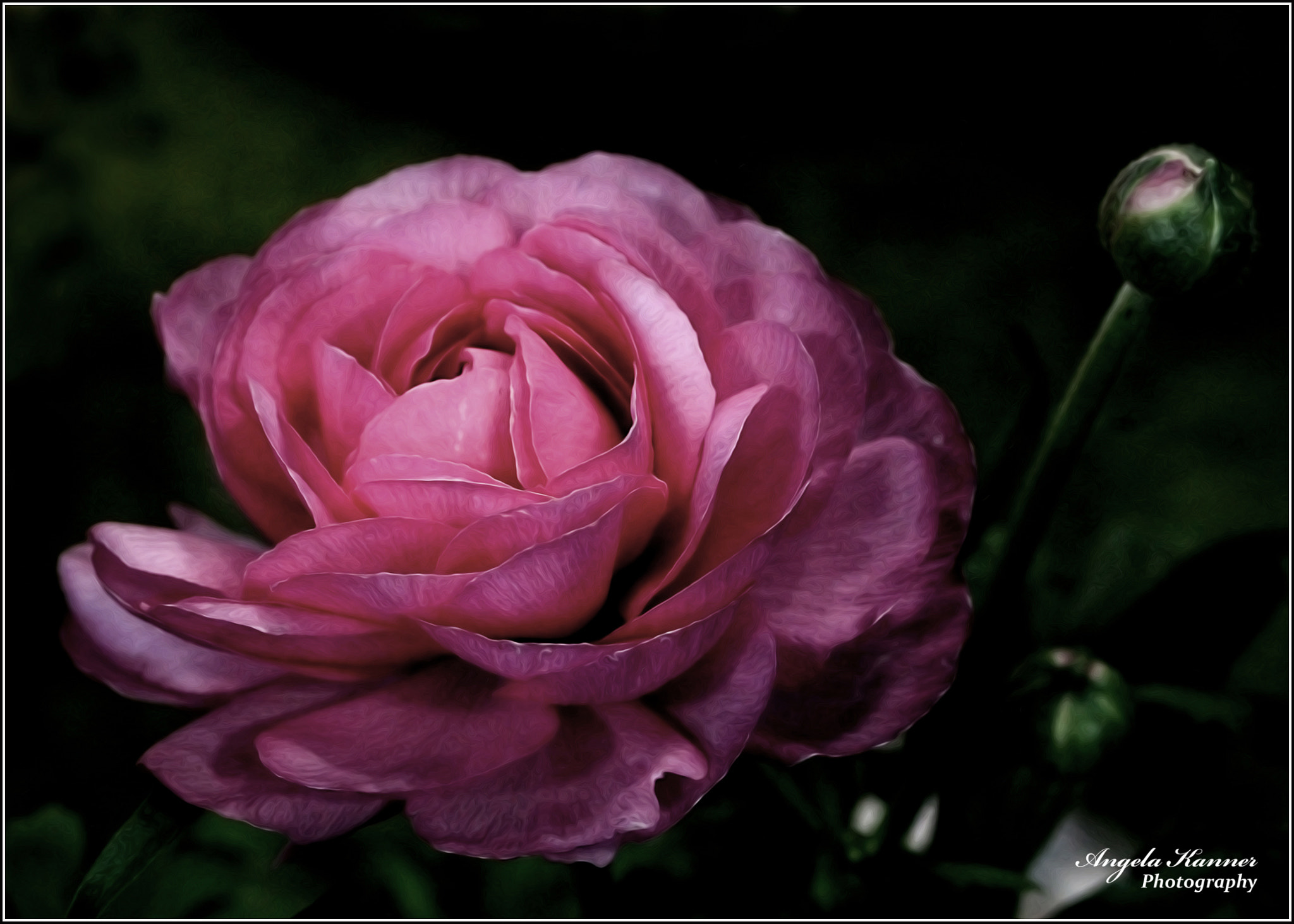 Canon EF 28-80mm f/3.5-5.6 sample photo. Pink flower... photography