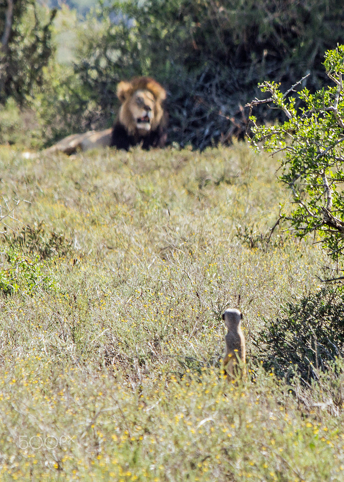 Canon EF 70-300mm F4-5.6 IS USM sample photo. Watching the predator photography