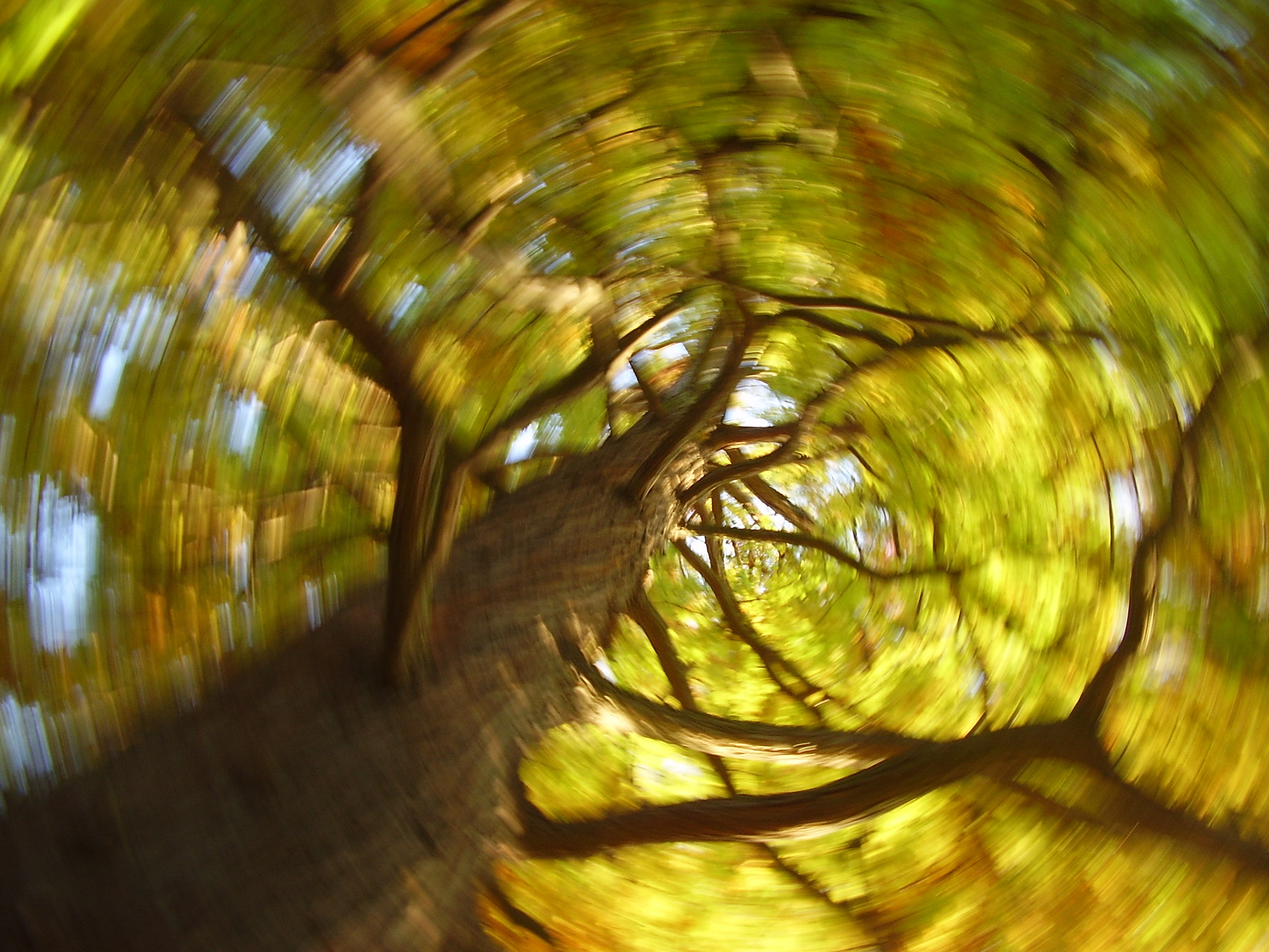 Olympus FE100,X710 sample photo. Taxodium distichum, stromovka,prague photography