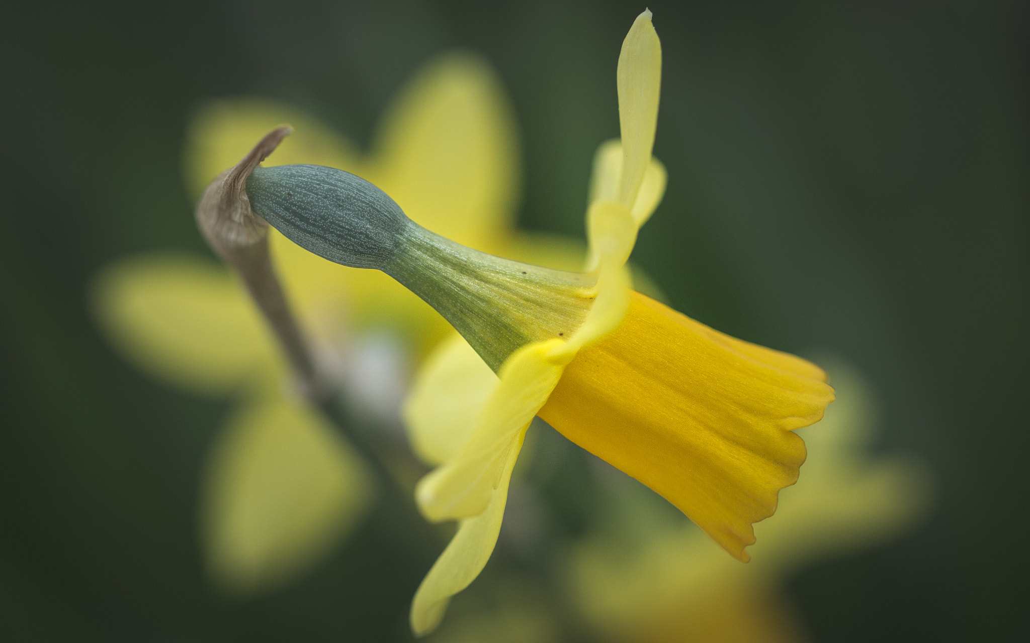 Canon EF 100mm F2.8L Macro IS USM sample photo. Triumph  photography