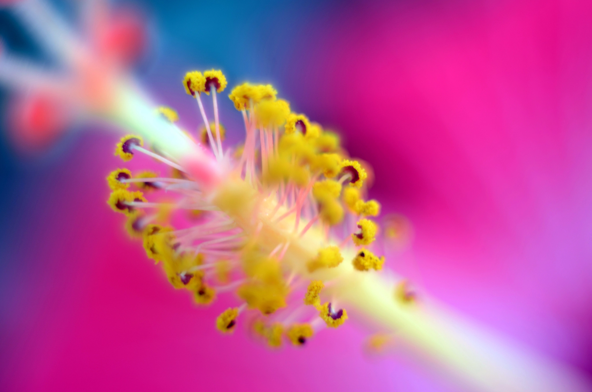 Manual Lens No CPU sample photo. Hibiscus photography