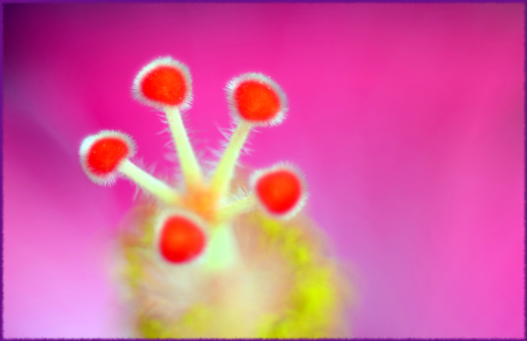 Manual Lens No CPU sample photo. Hibiscus photography