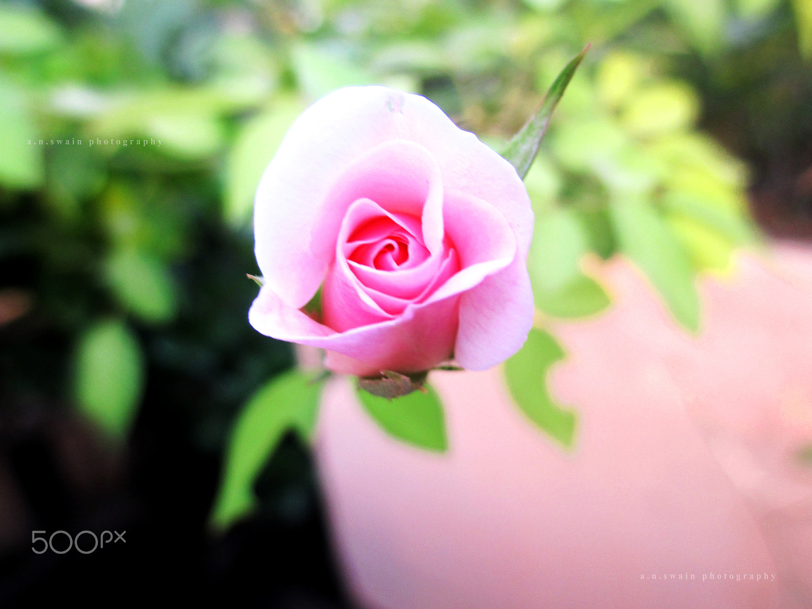 Canon PowerShot A4000 IS sample photo. Pink rose photography