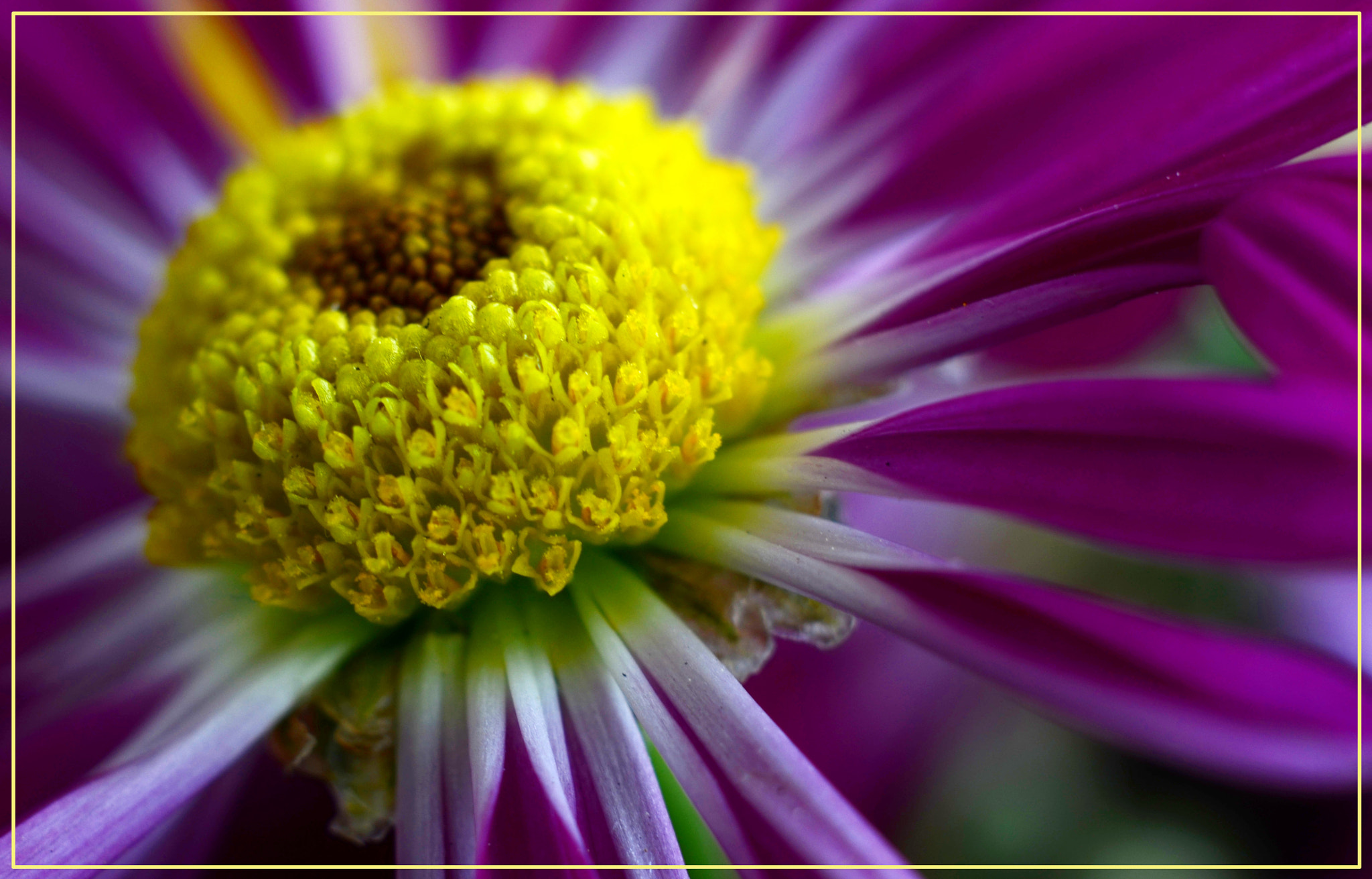 Manual Lens No CPU sample photo. Flower photography