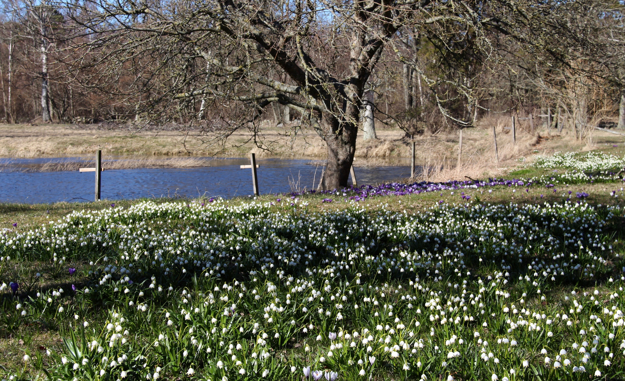 Canon EF-S 18-200mm F3.5-5.6 IS sample photo. A garden in gotland photography