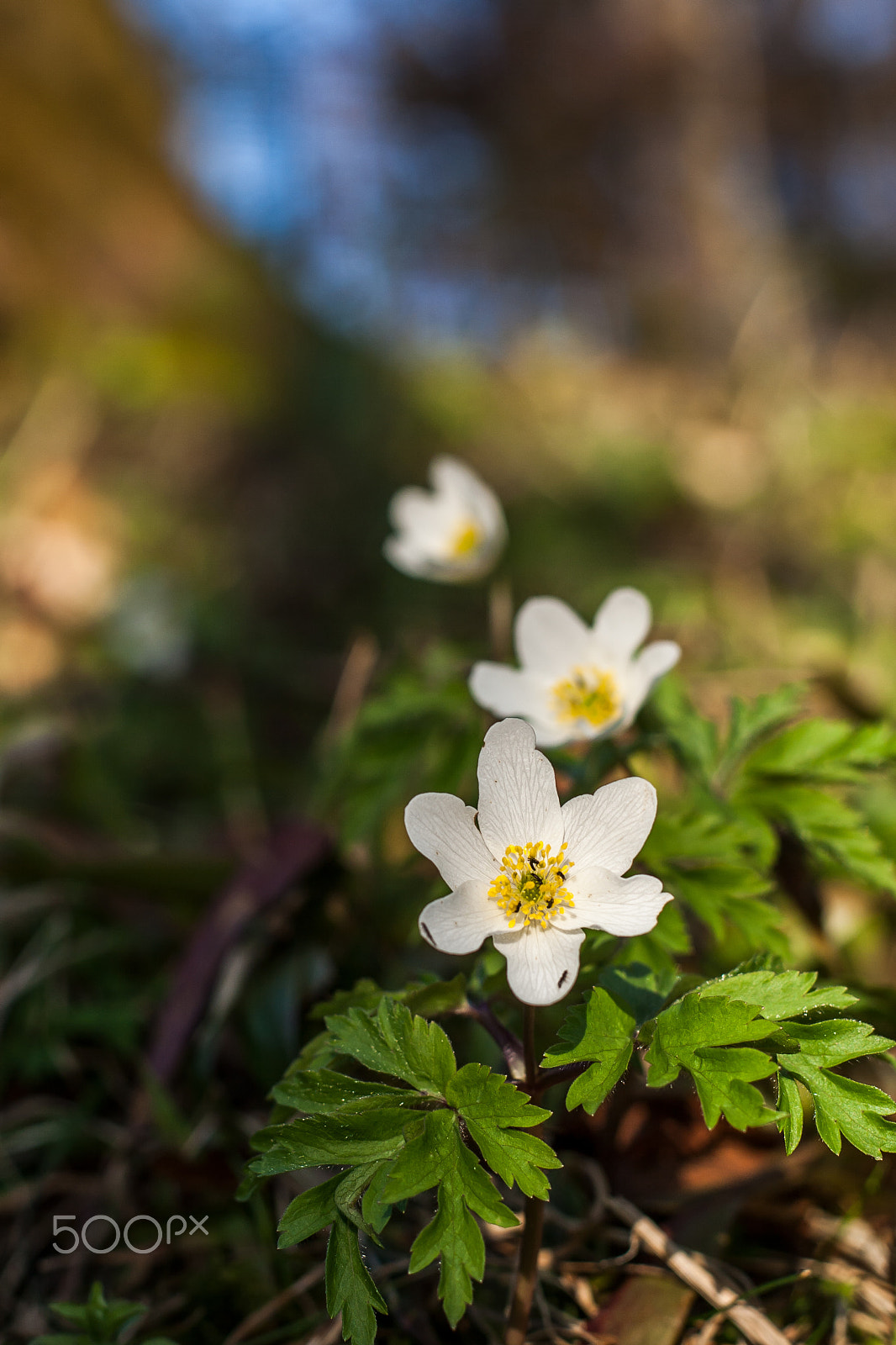 Canon EF 50mm F1.8 II sample photo. Anemone nemorosa photography