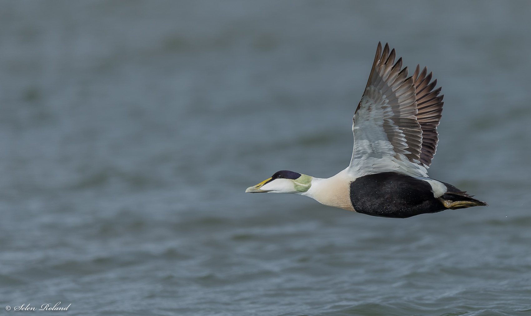 Nikon D4 + Nikon AF-S Nikkor 500mm F4G ED VR sample photo. Eidereend - common eider photography