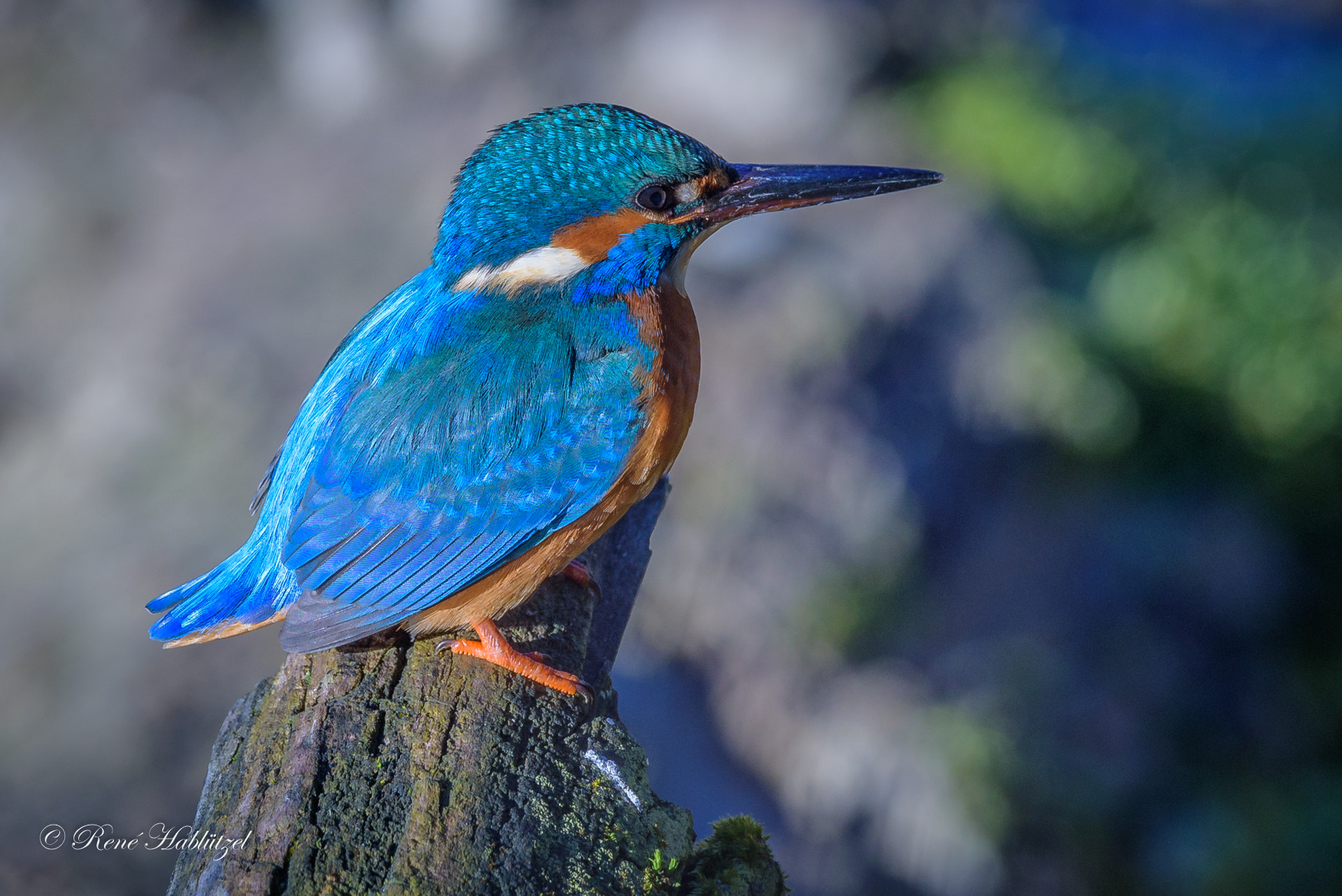 Sigma 150-600mm F5-6.3 DG OS HSM | C sample photo. Eisvogel photography