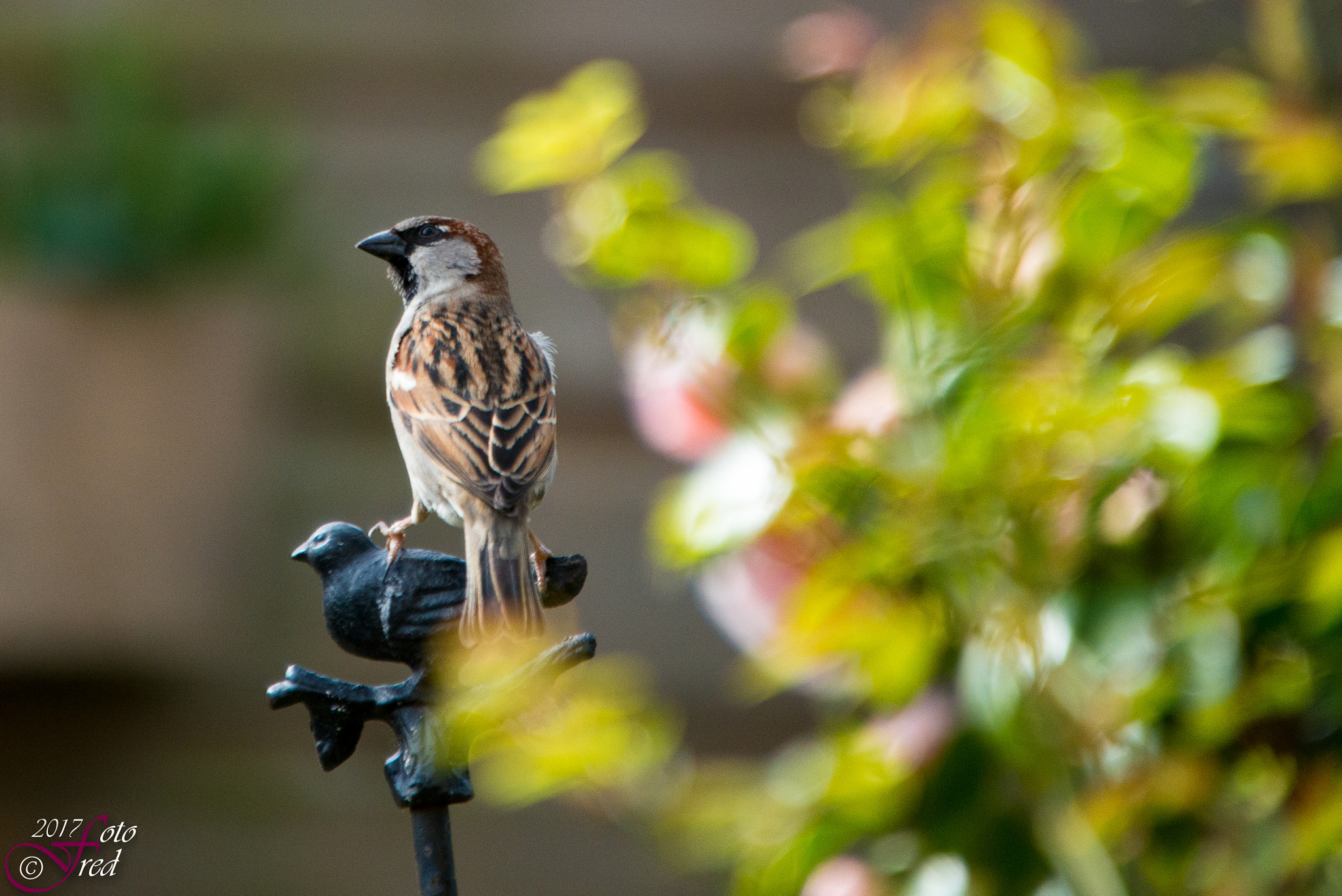 Sigma 70-200mm F2.8 EX DG OS HSM sample photo. My steel friend photography