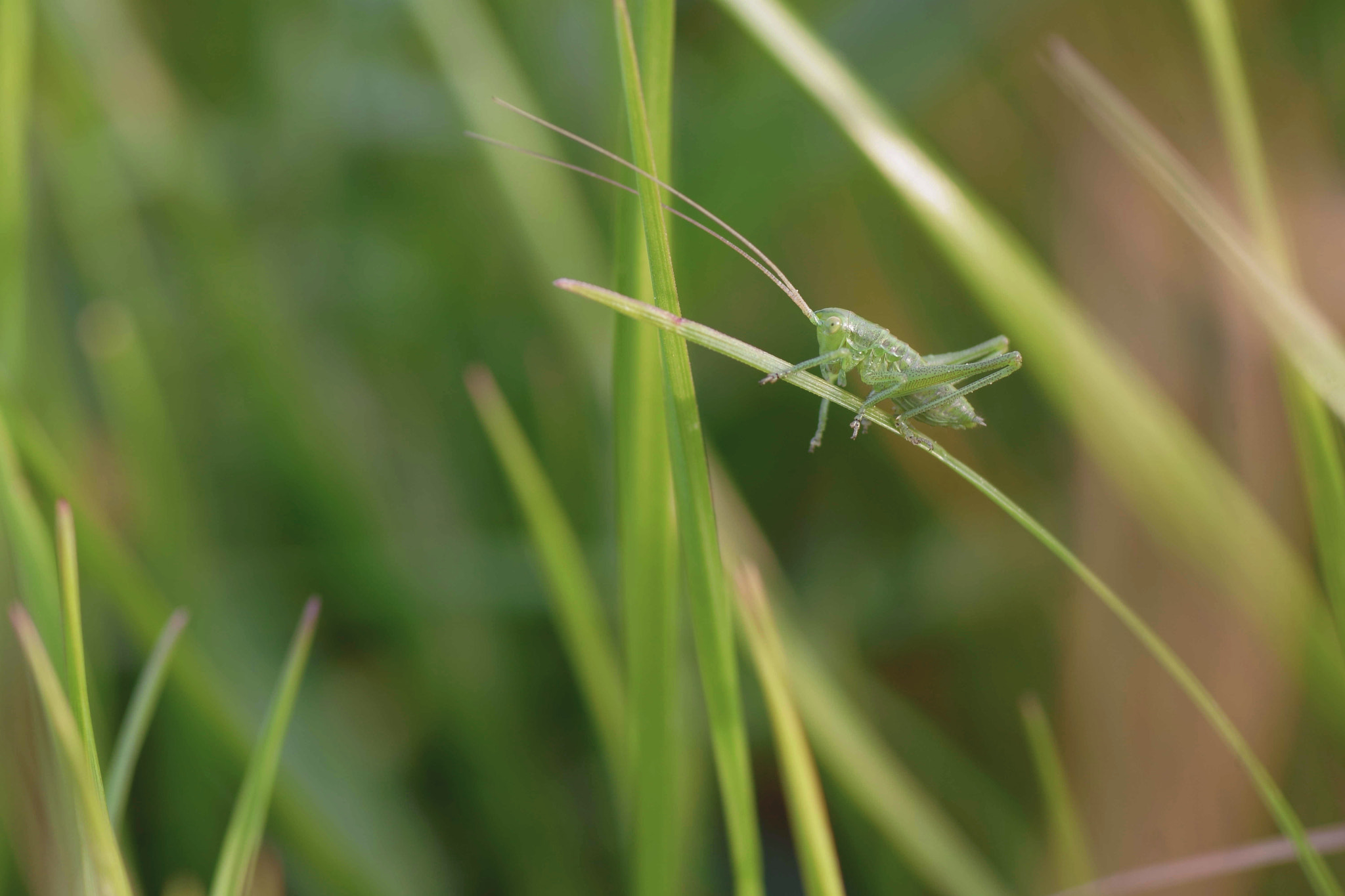 Sony a6000 + Tamron SP AF 90mm F2.8 Di Macro sample photo. Cría de tettigonia cantans photography