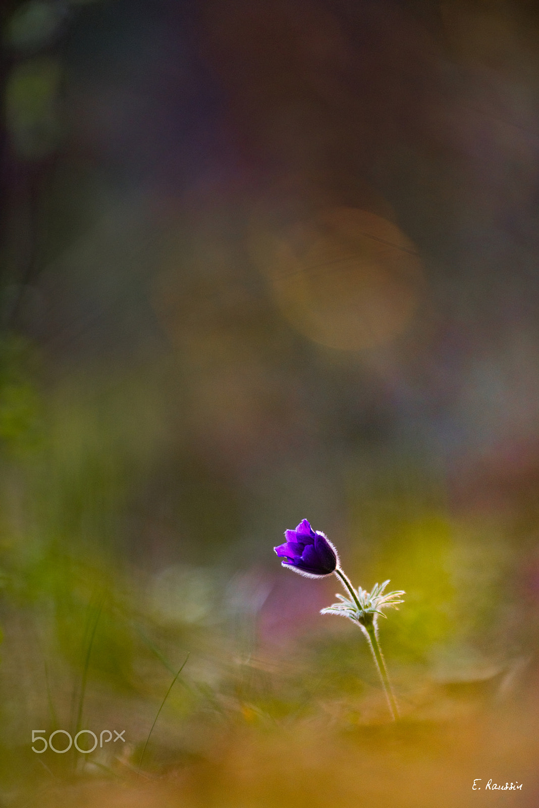 Nikon D810 sample photo. Anémone pulsatille (anemone pulsatilla).﻿ photography