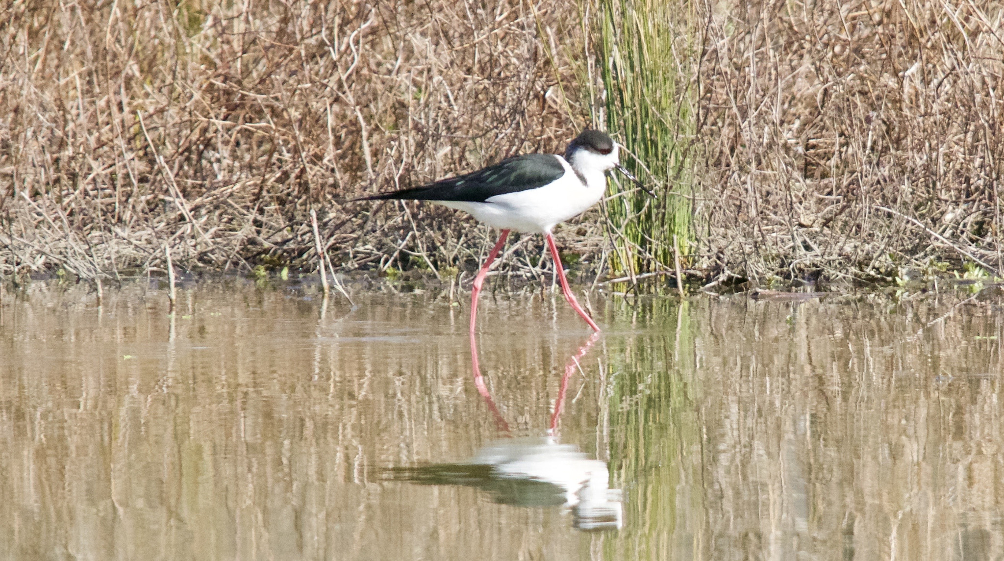 Sigma 150-500mm F5-6.3 DG OS HSM sample photo