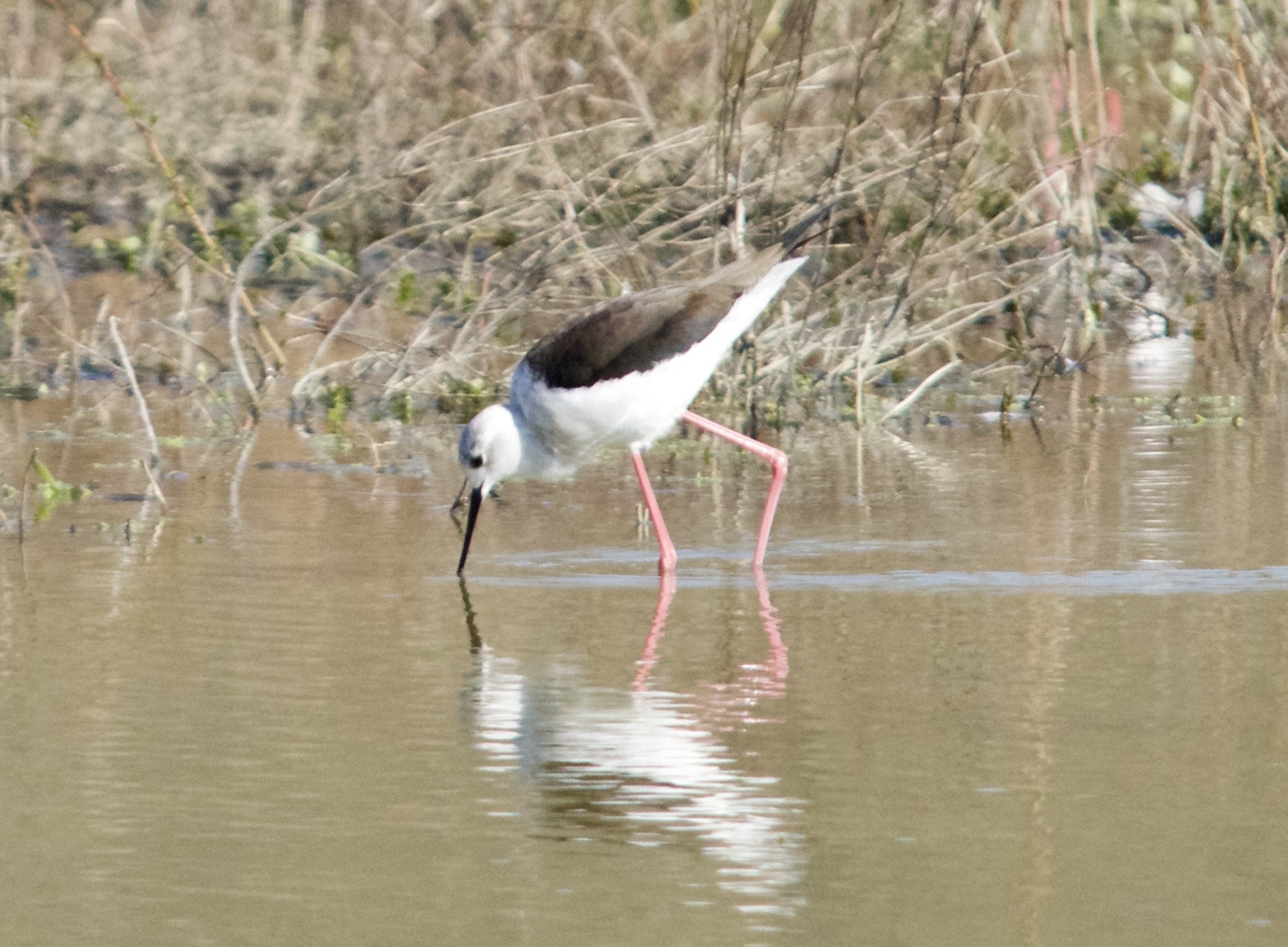 Sigma 150-500mm F5-6.3 DG OS HSM sample photo