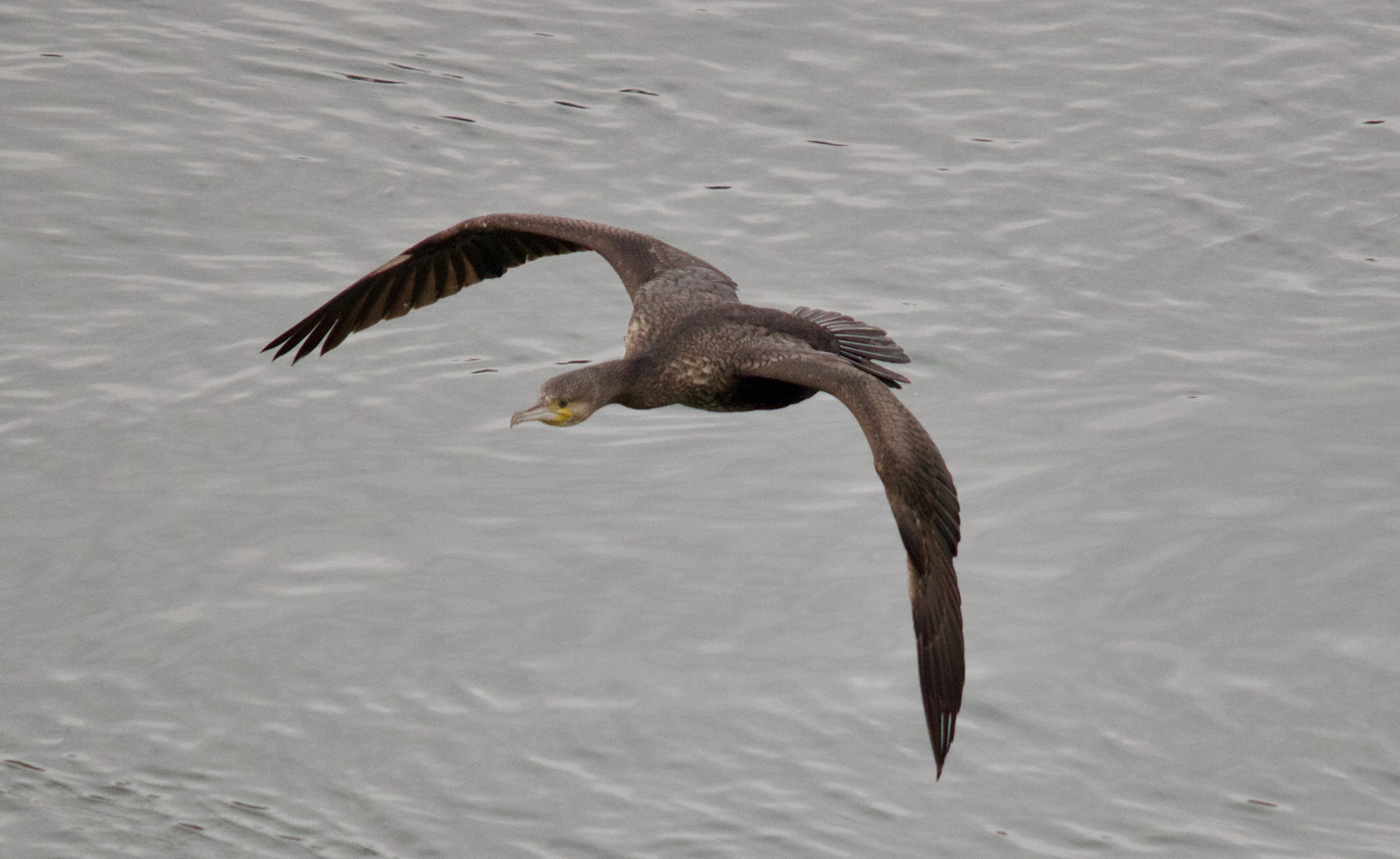 Sigma 150-500mm F5-6.3 DG OS HSM sample photo