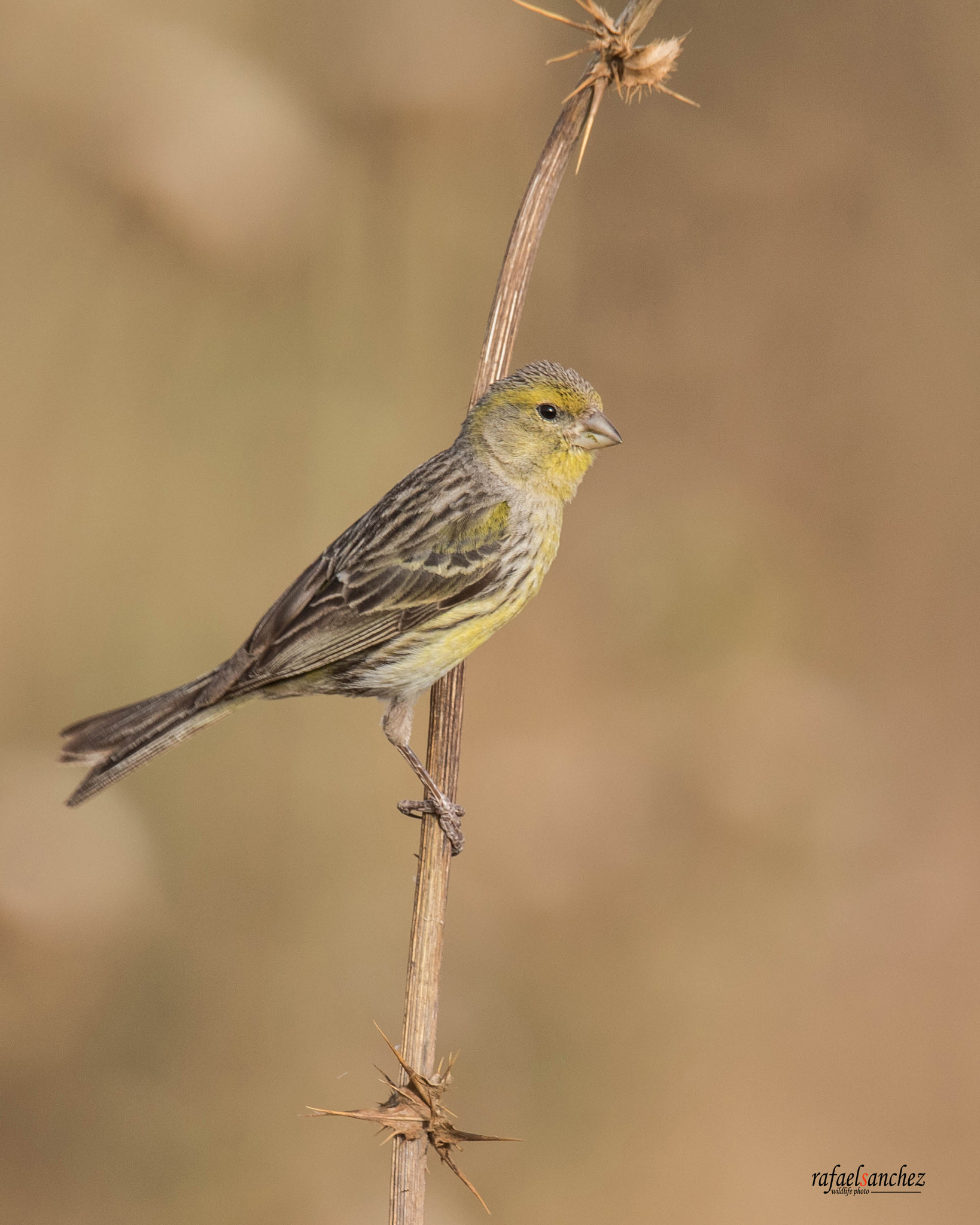 150-600mm F5-6.3 DG OS HSM | Sports 014 sample photo. Canario silvestre - atlantic canary photography