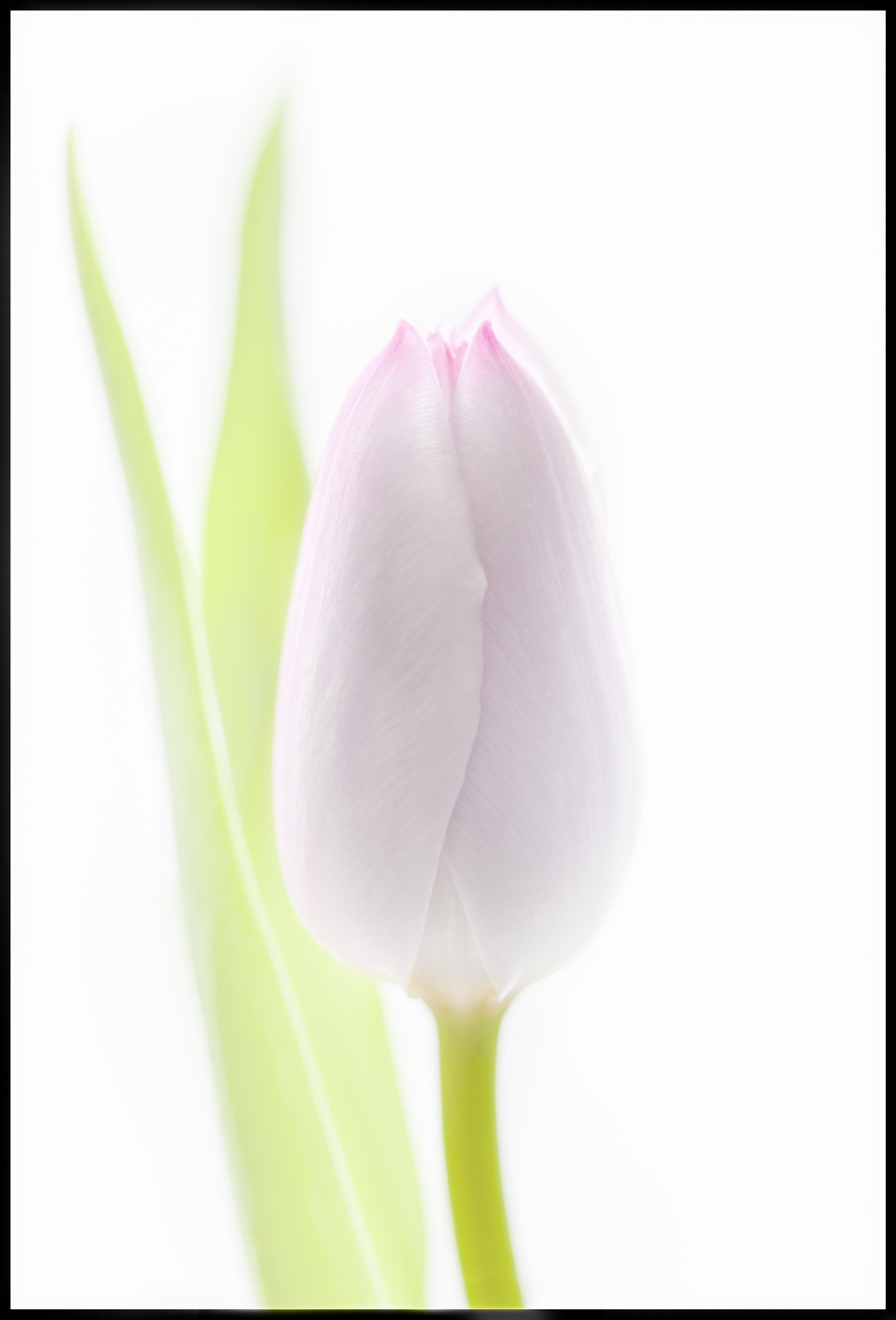Canon EOS 5D Mark II sample photo. White tulip photography