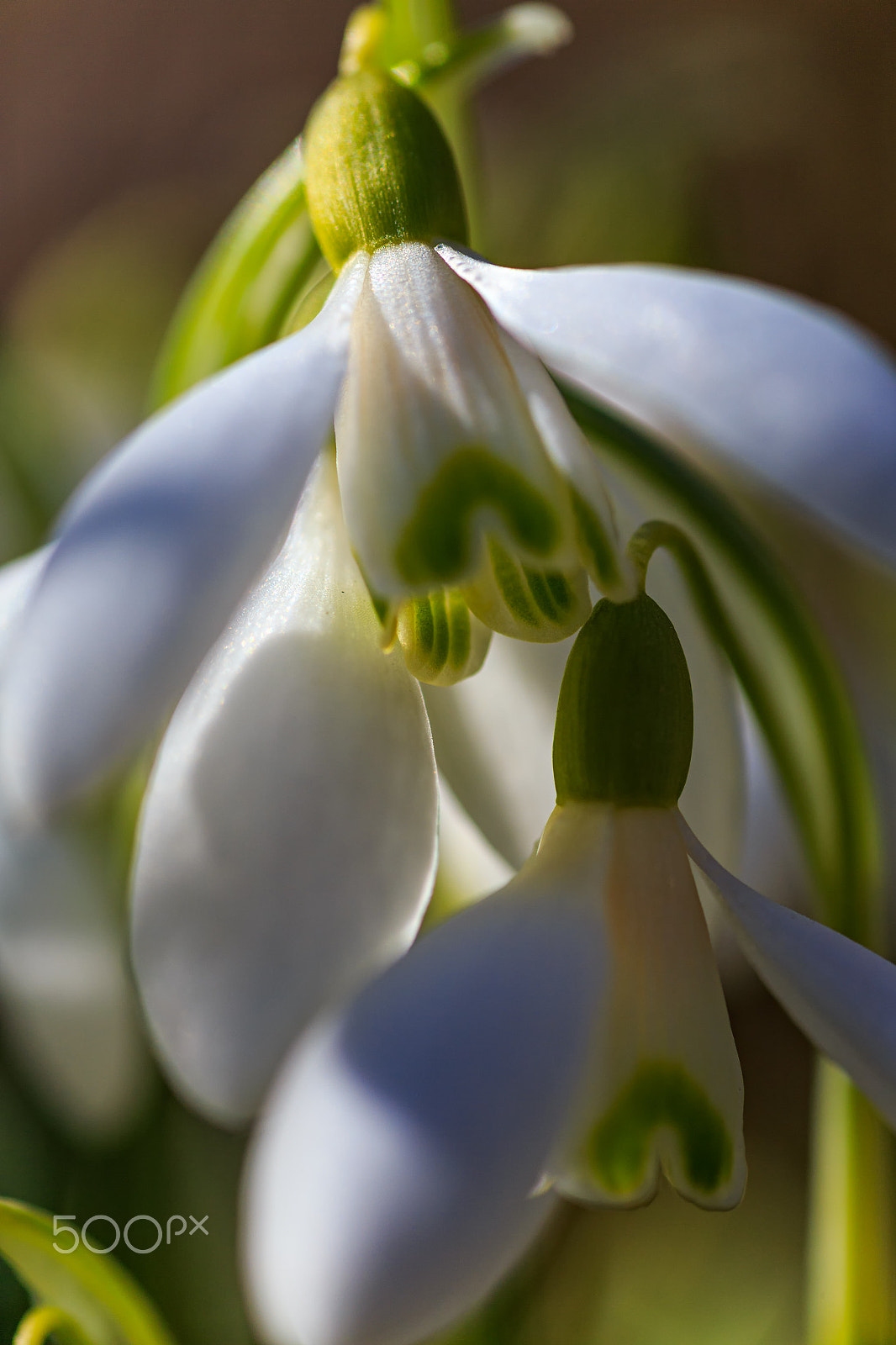 Canon EOS 6D + Tamron SP AF 90mm F2.8 Di Macro sample photo. Snowdrops photography