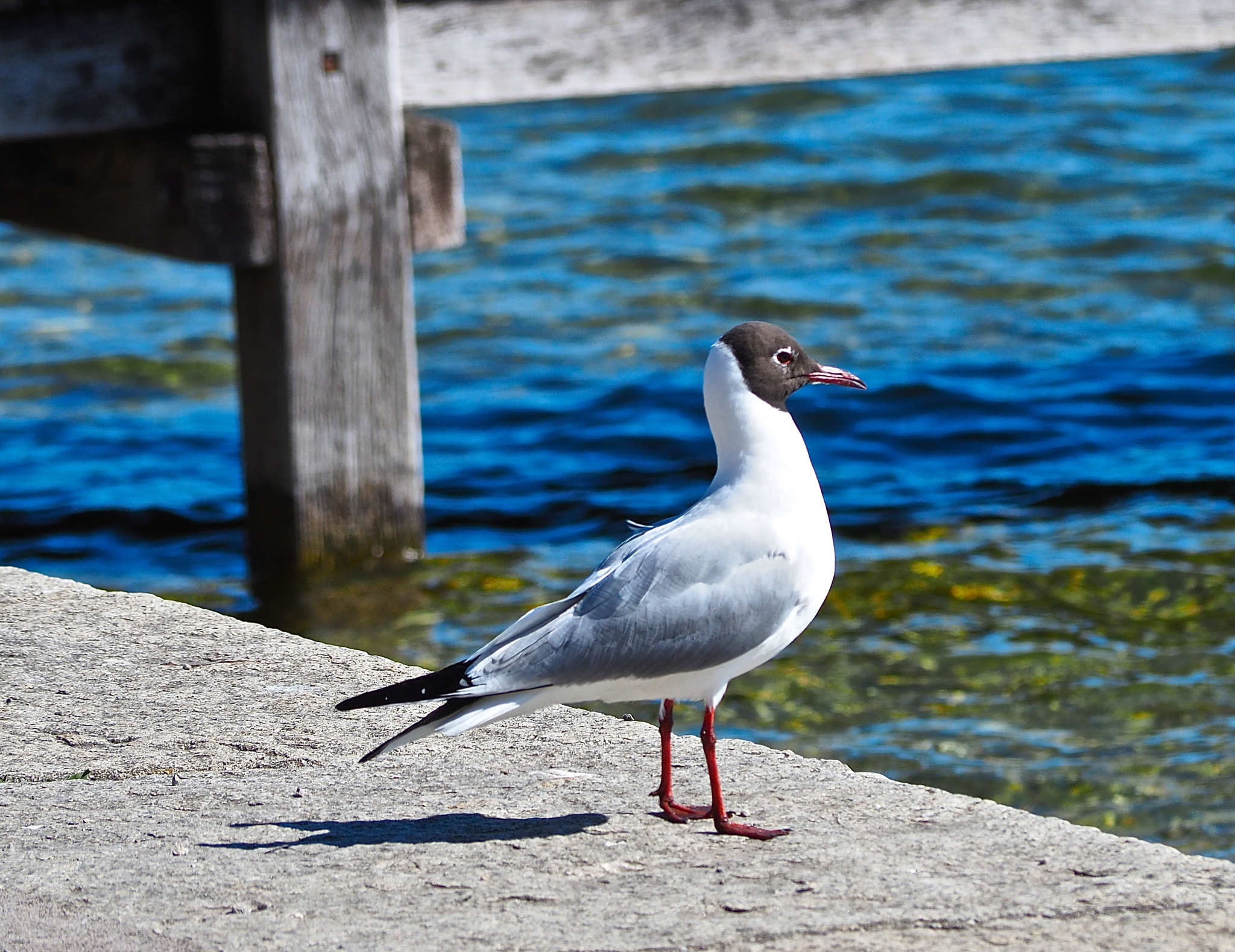 Olympus OM-D E-M5 II sample photo. Pretty water bird... bavaria photography
