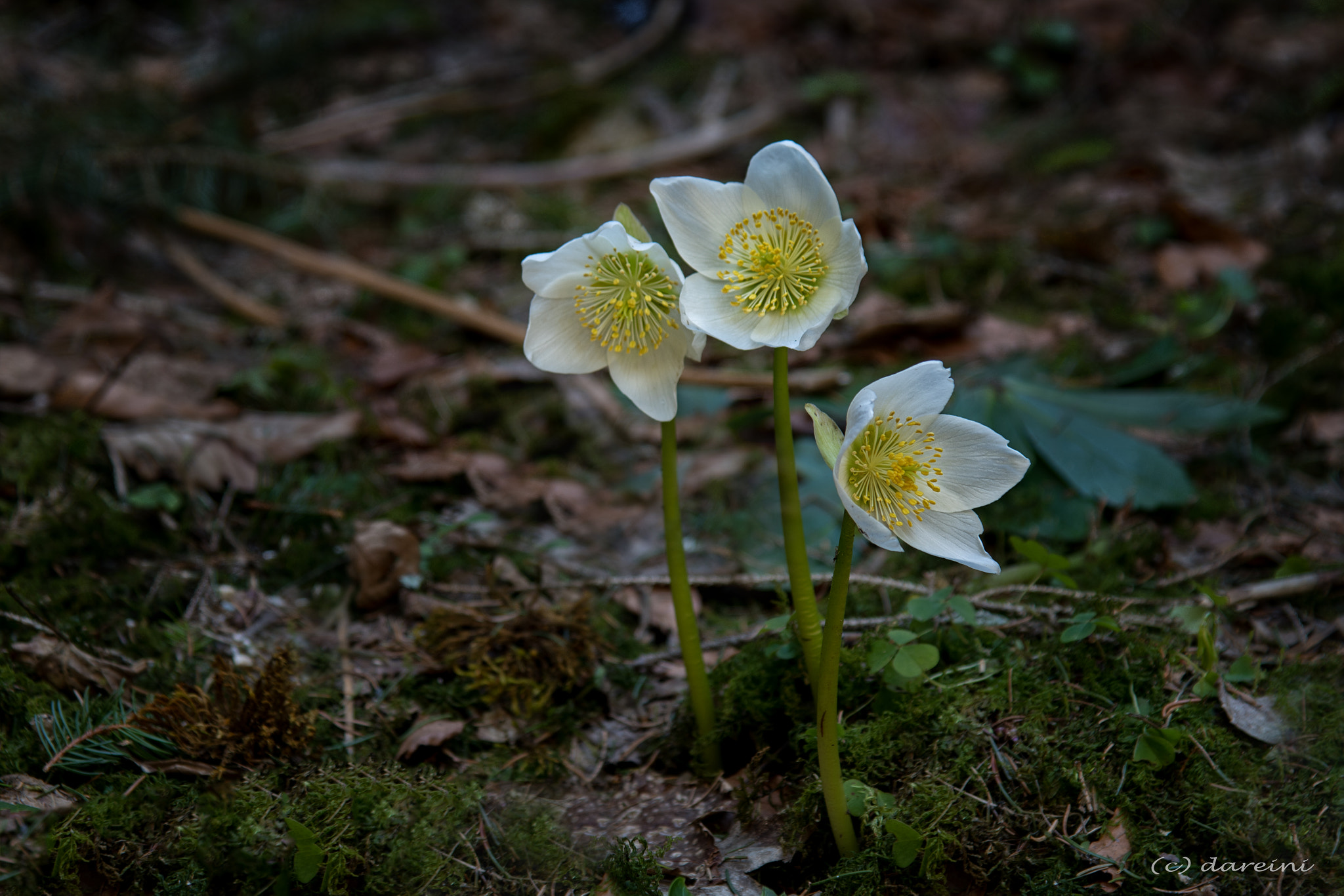 Nikon AF-S Nikkor 24-120mm F4G ED VR sample photo. Schneerose (christmas rose) photography