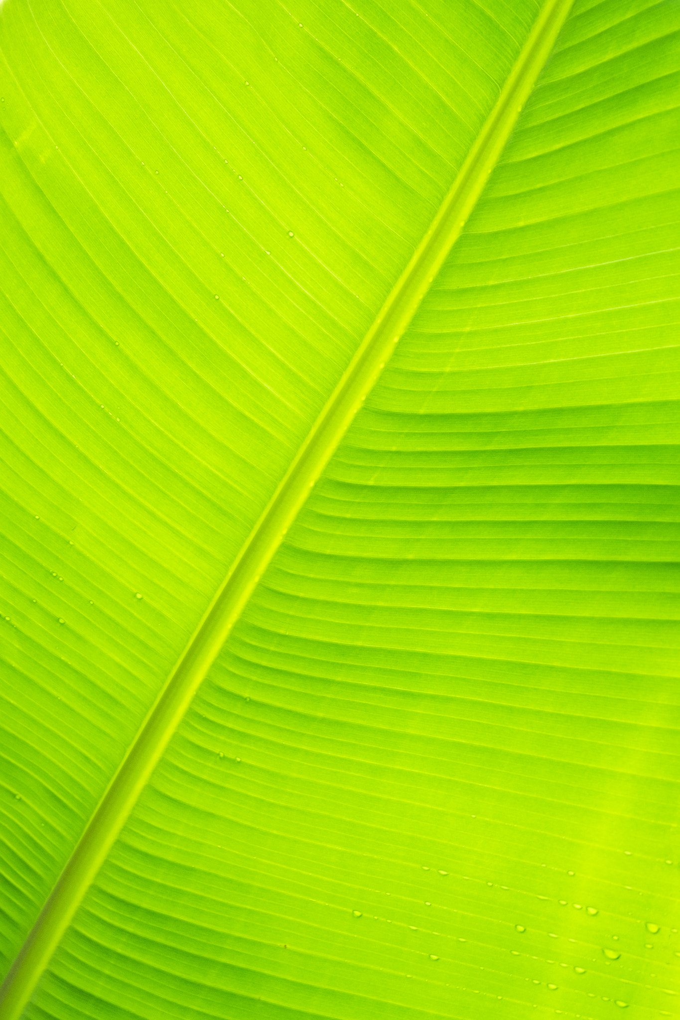 Fujifilm X-T1 sample photo. Banana leaf photography