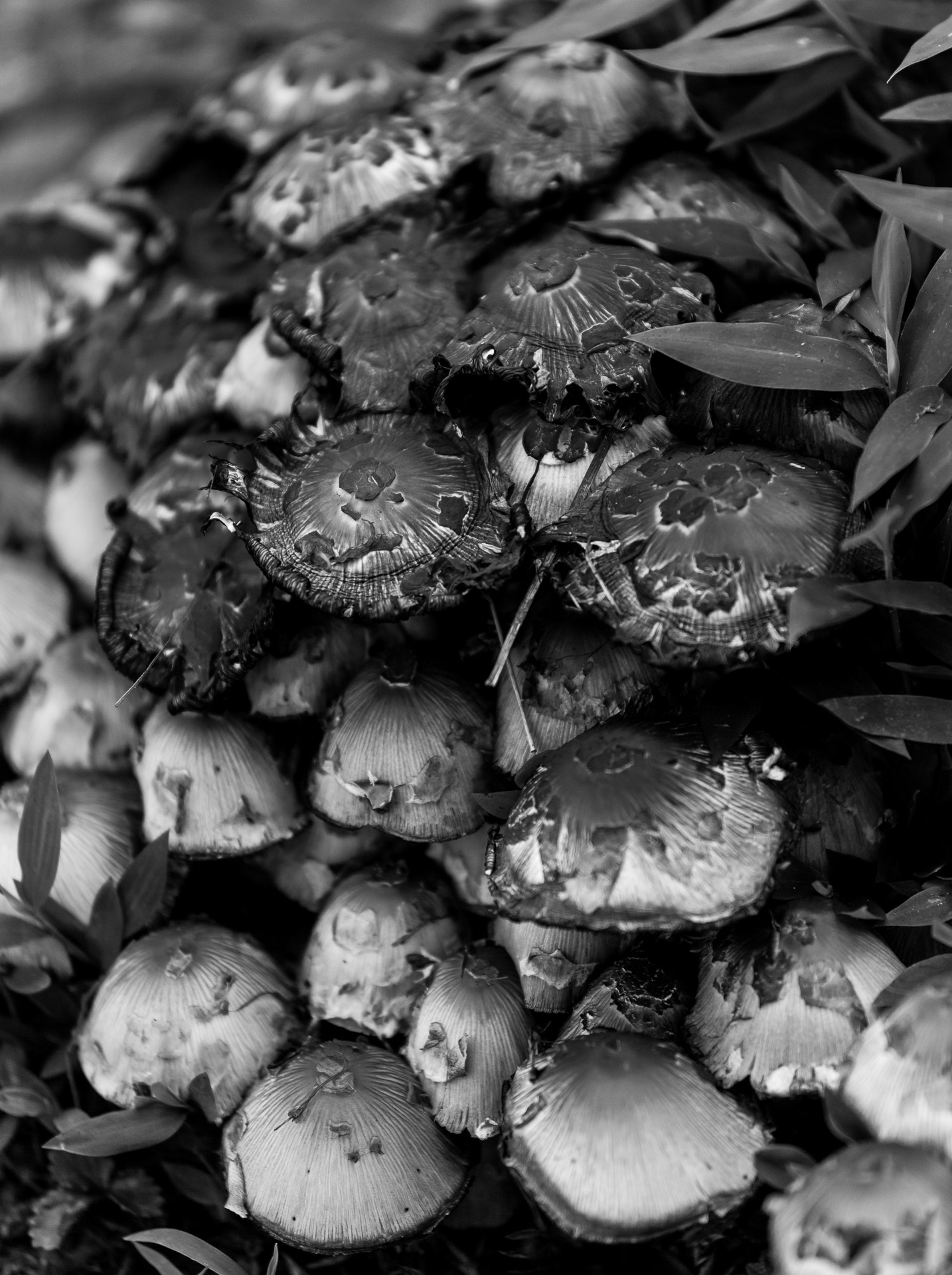 Canon EF 70-200mm F4L IS USM sample photo. Mushrooms photography