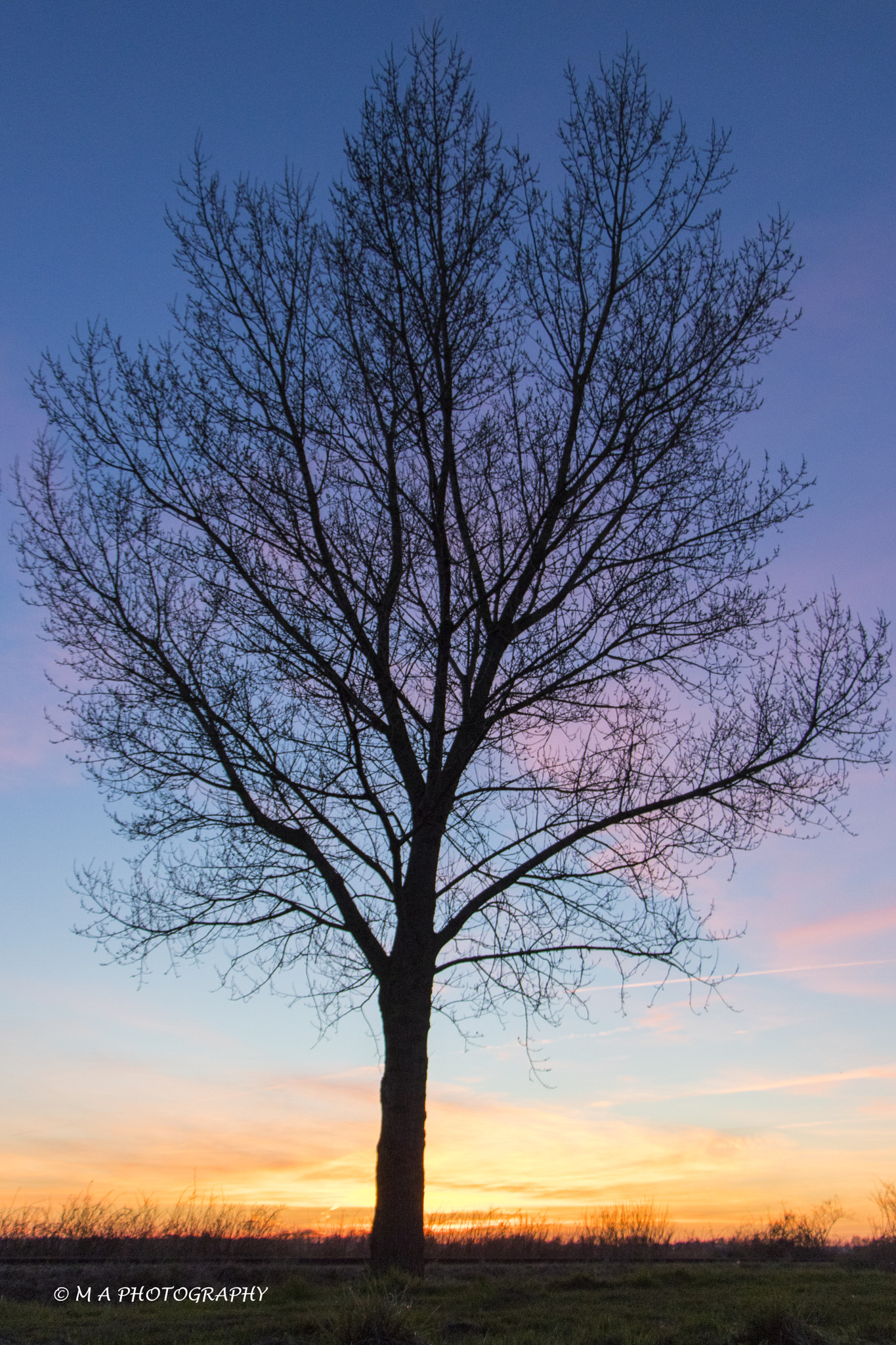 Canon EOS 80D sample photo. Sunset tree photography