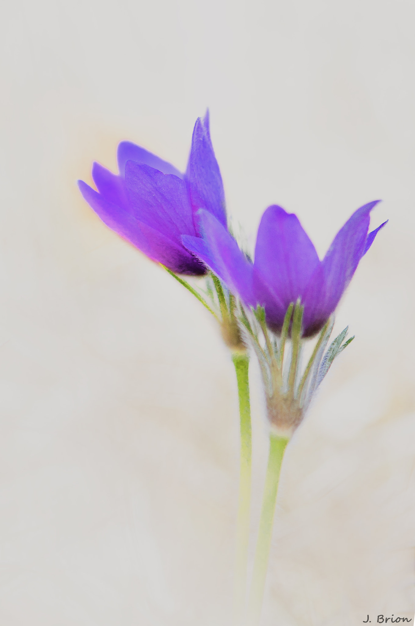 Nikon AF-S Micro-Nikkor 105mm F2.8G IF-ED VR sample photo. White morning ... photography