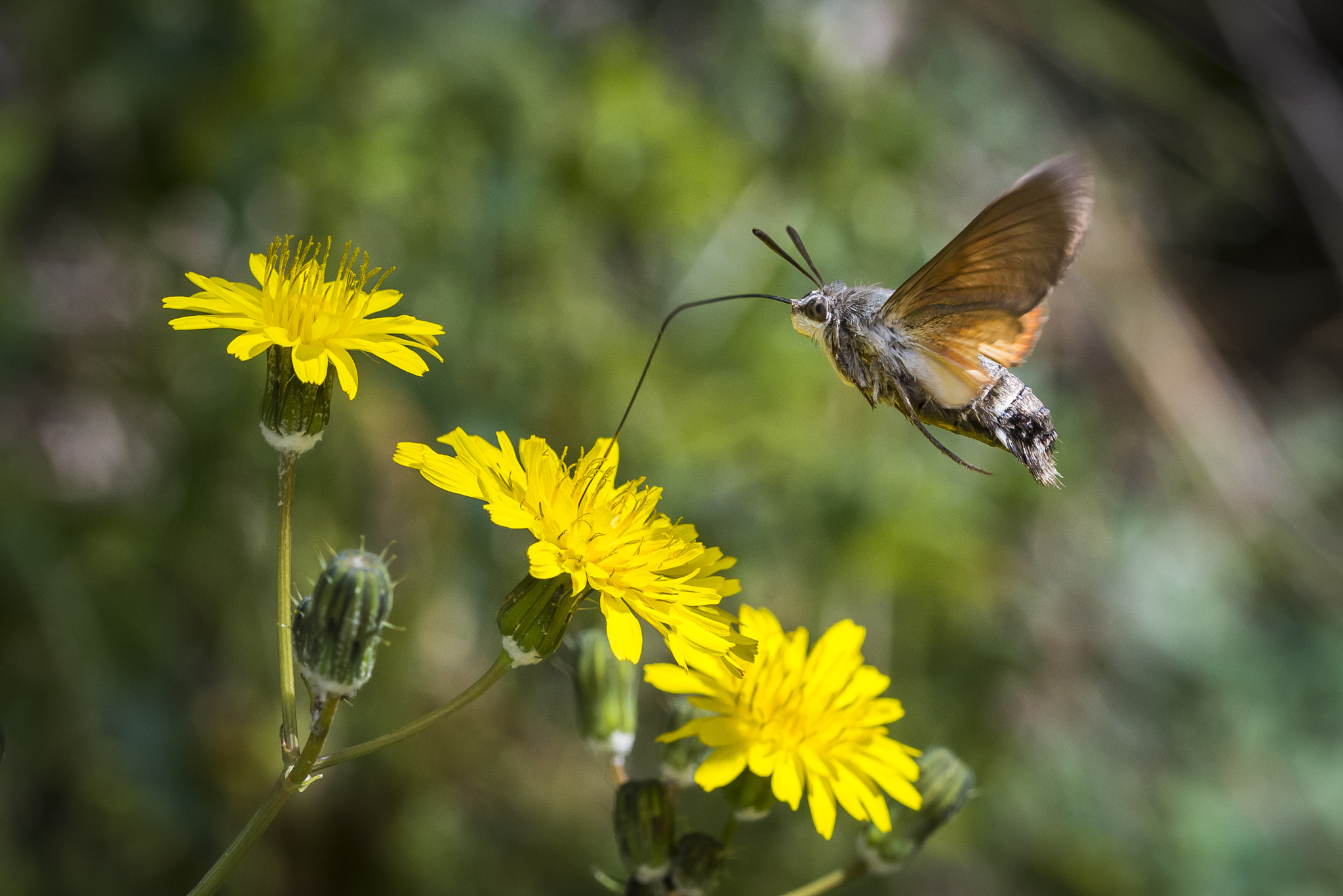 Nikon D610 sample photo. Hummingbird hawk-moth photography