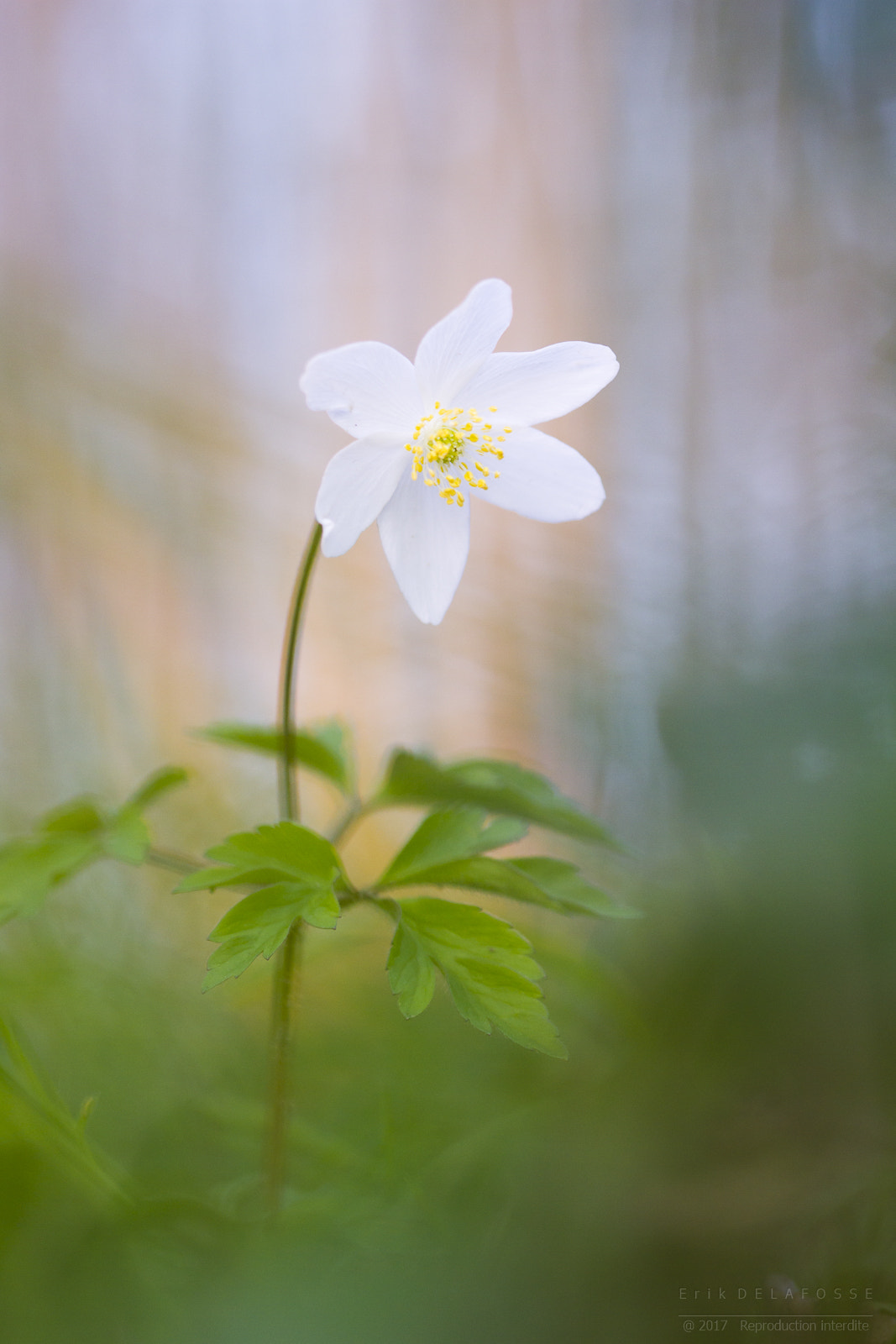 Canon EF 100mm F2.8 Macro USM sample photo. Anémone sylvestre photography