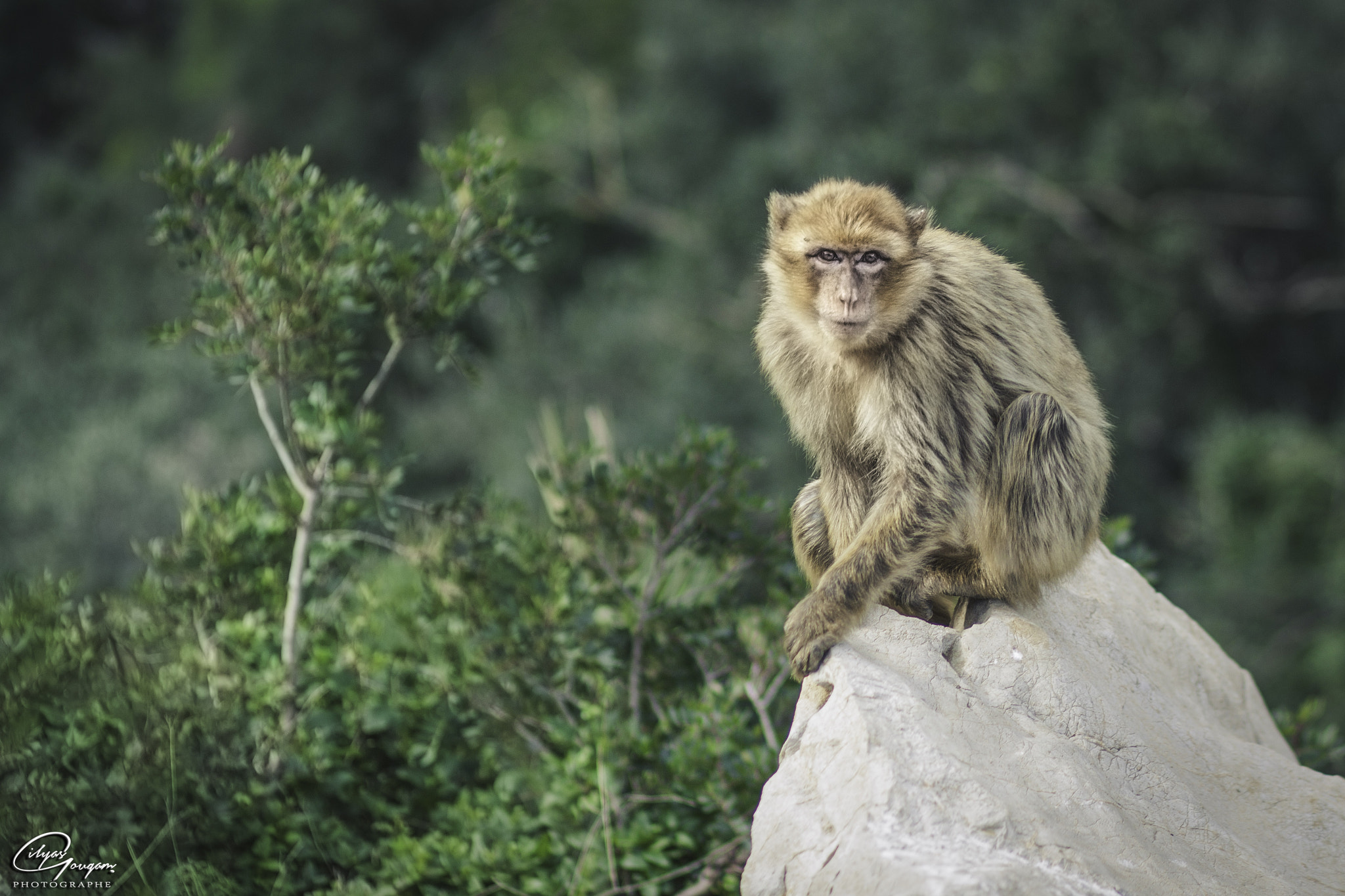 Canon EOS 50D + Canon EF 85mm F1.8 USM sample photo. Monkey day photography