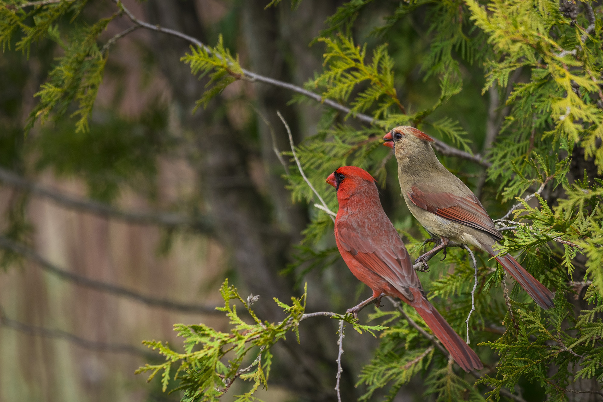 Nikon D810 sample photo. Pair of cardinals photography