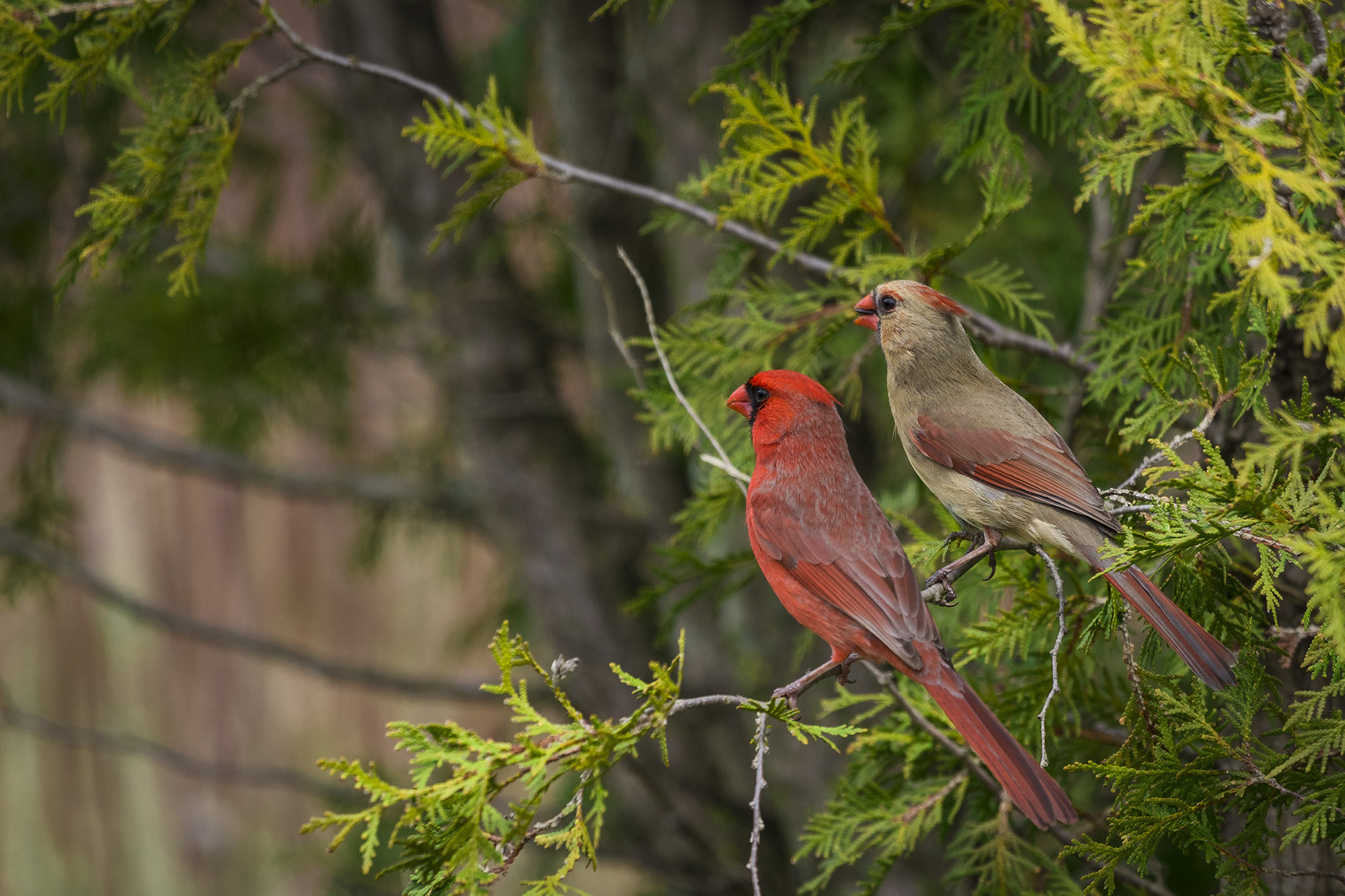Nikon AF-S Nikkor 200-500mm F5.6E ED VR sample photo. Pair of cardinals photography