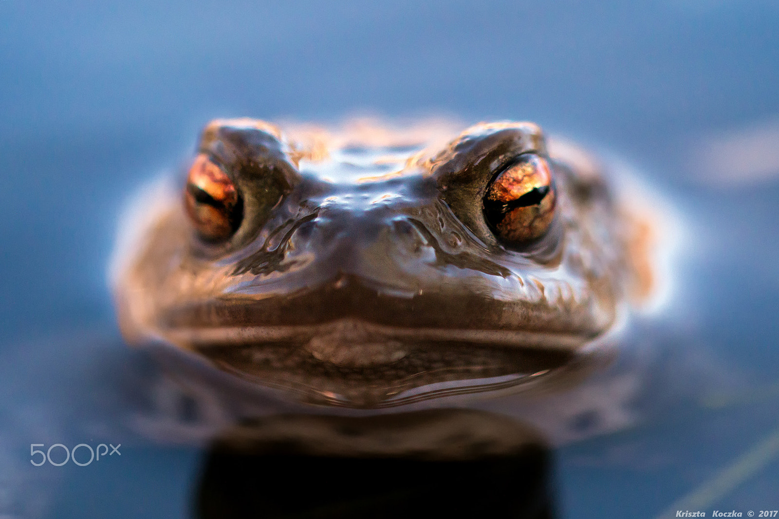 Sigma 105mm F2.8 EX DG OS HSM sample photo. Dour frog photography