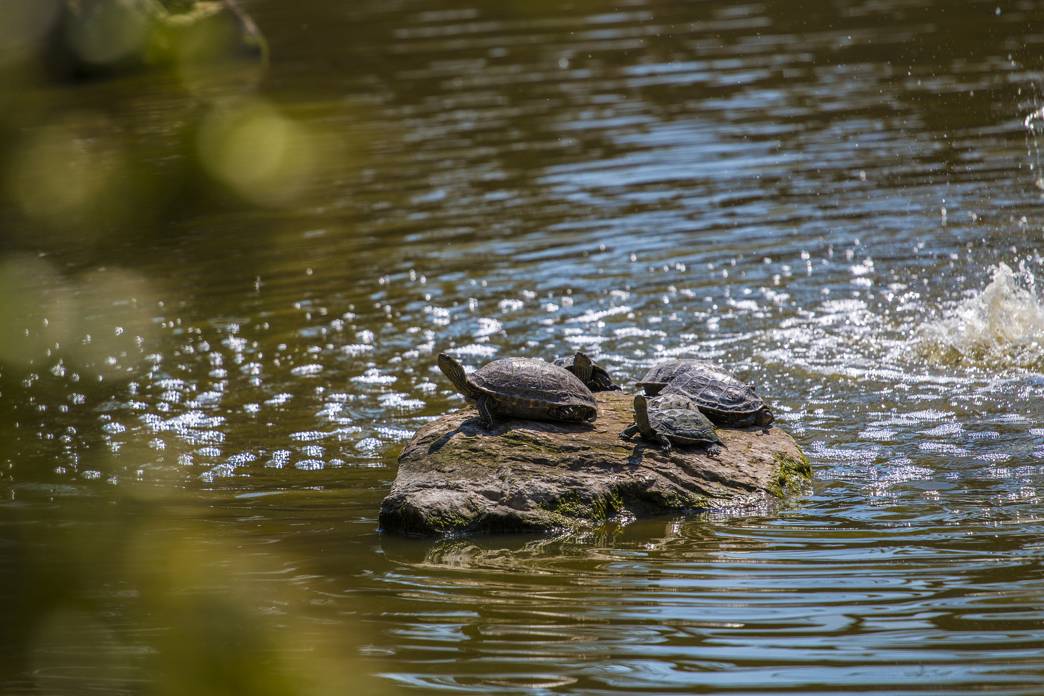 Canon EOS 70D + Canon EF 70-200mm F4L USM sample photo