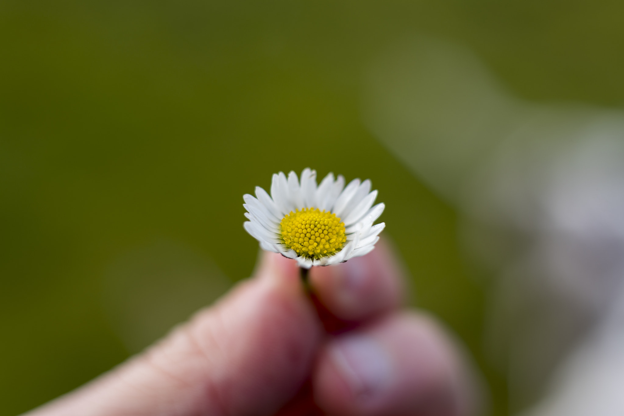 Nikon D750 + Nikon AF Nikkor 50mm F1.8D sample photo. Macro tiny flower being held by fingers photography