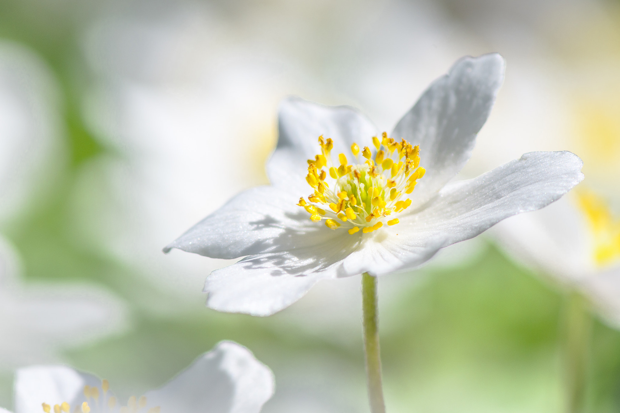 Nikon AF-S Micro-Nikkor 105mm F2.8G IF-ED VR sample photo. Anemone nemorosa photography