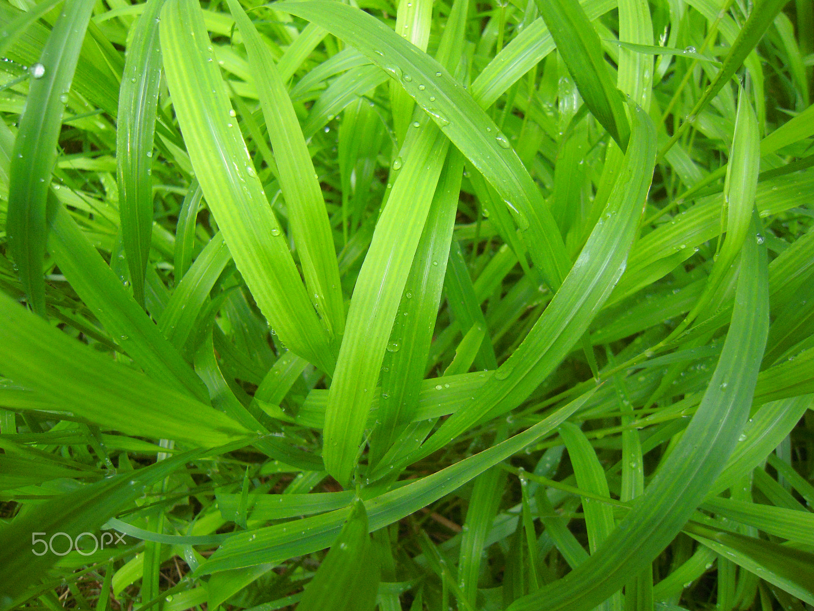 Nikon Coolpix S620 sample photo. Beauty of the grass_2 photography